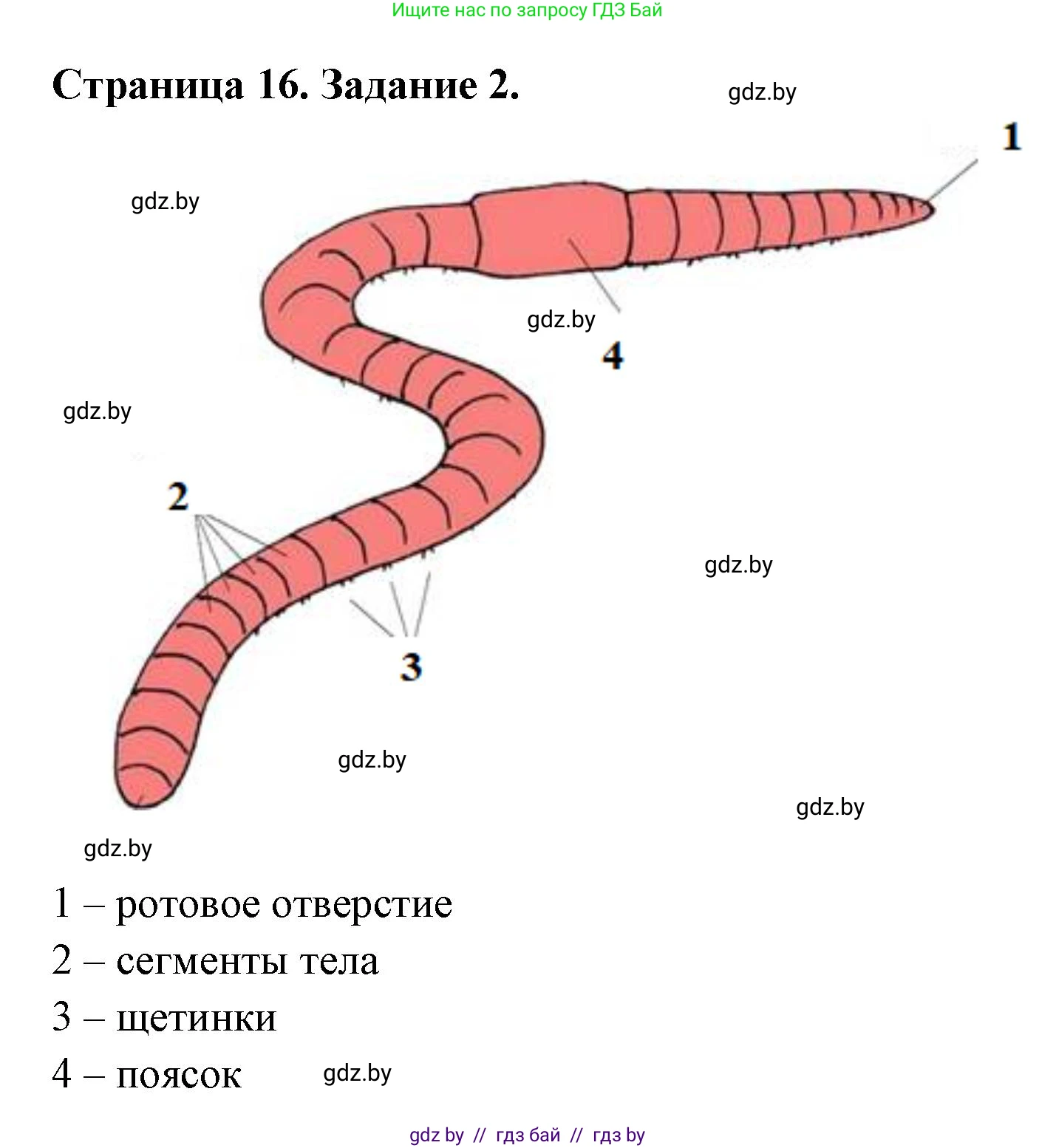 Биология, 8 класс рабочая тетрадь, авторы: Бедарик Ирина Геннадьевна, Бедарик Александр Евгеньевич, издательство Аверсэв, Минск, 2024, страница 16, номер 2, Решение