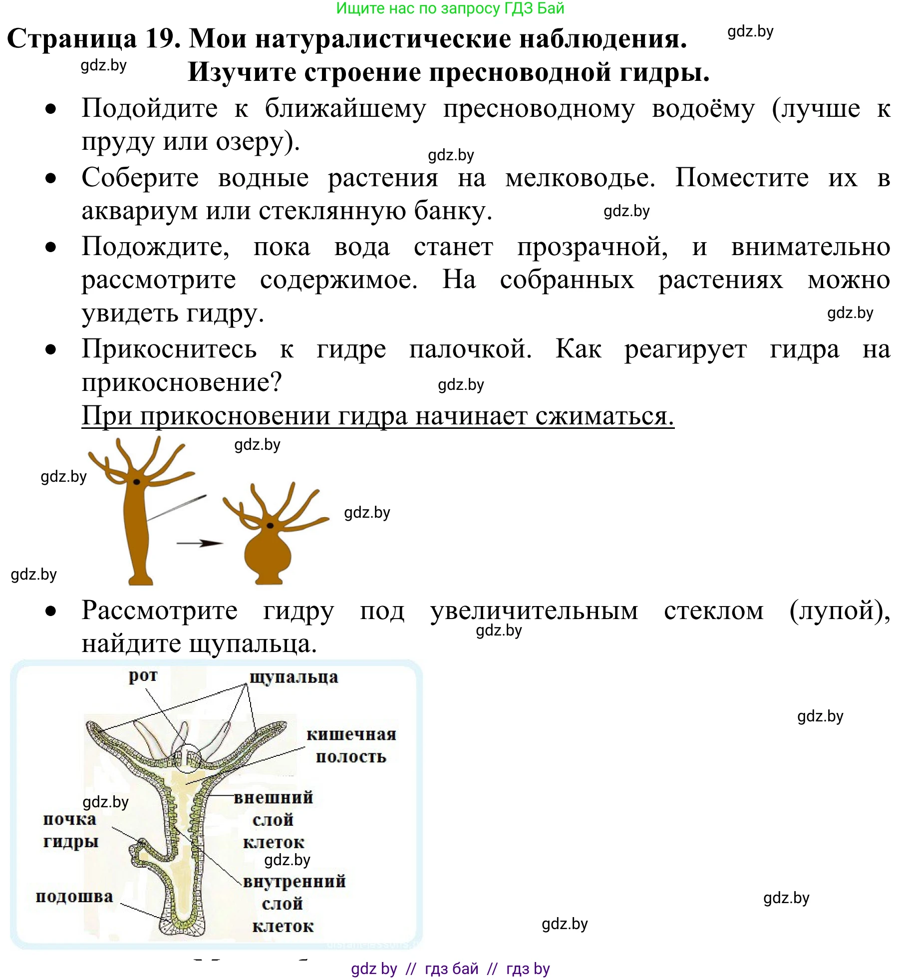 Биология, 8 класс Учебник, авторы: Бедарик Ирина Геннадьевна, Бедарик Александр Евгеньевич, Иванов Владимир Николаевич, издательство Адукацыя i выхаванне, Минск, 2023, зелёного цвета, страница 19, Решение