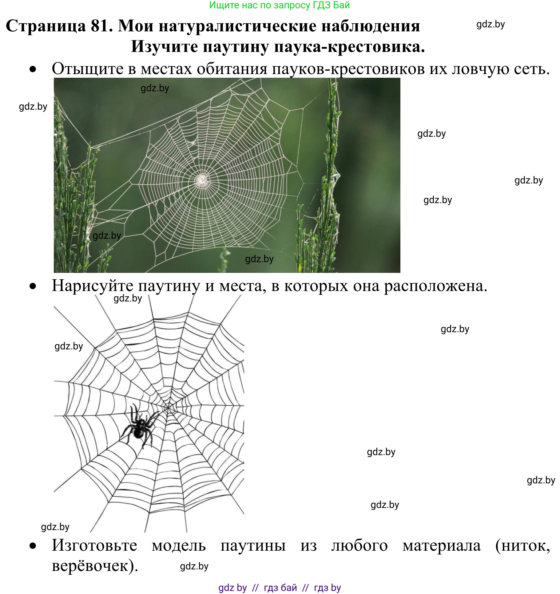 Биология, 8 класс Учебник, авторы: Бедарик Ирина Геннадьевна, Бедарик Александр Евгеньевич, Иванов Владимир Николаевич, издательство Адукацыя i выхаванне, Минск, 2023, зелёного цвета, страница 81, Решение