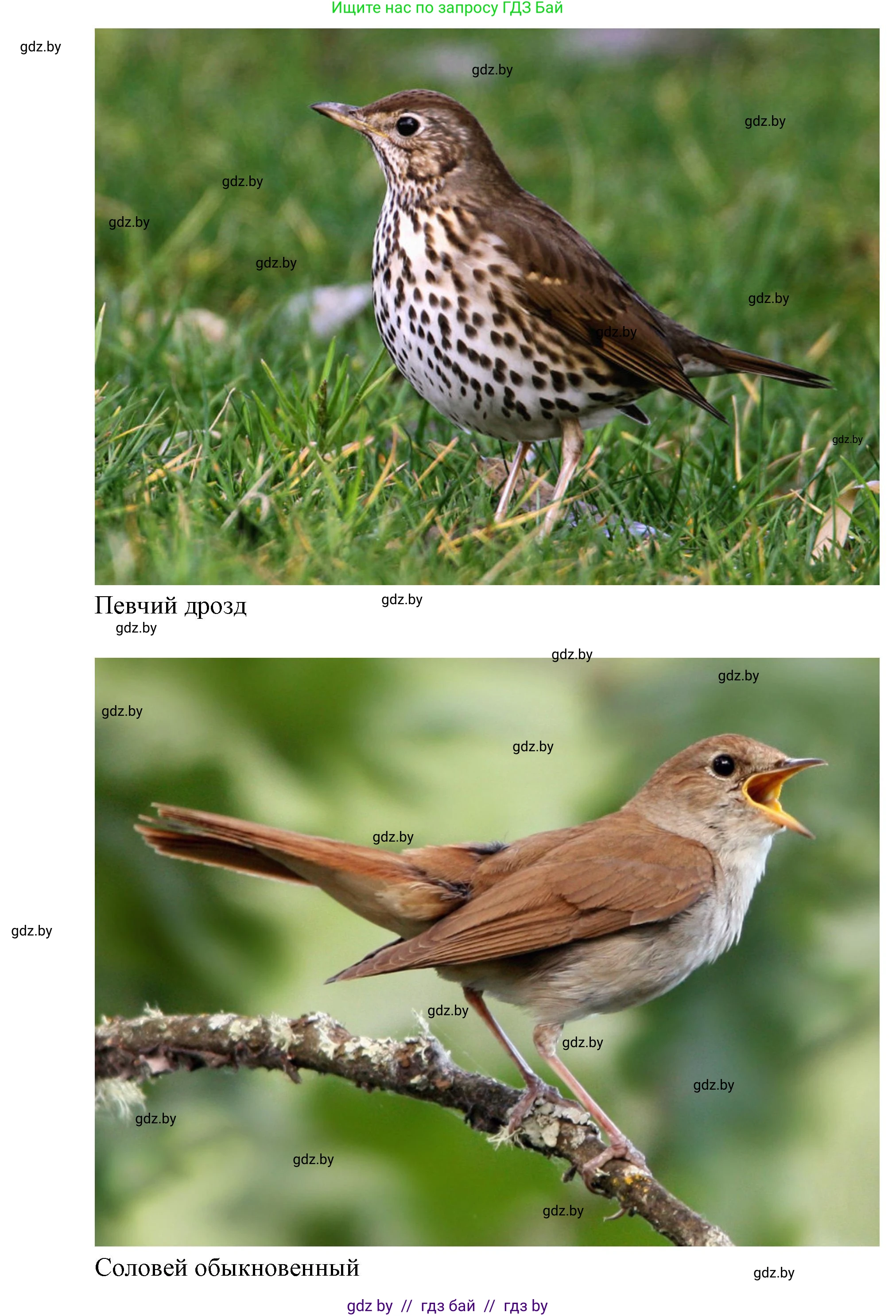 Биология, 8 класс Тетрадь для лабораторных и практических работ, автор: Лисов Николай Дмитриевич, издательство Аверсэв, Минск, 2025, оранжевого цвета, страница 31, Решение 2025 (продолжение 2)