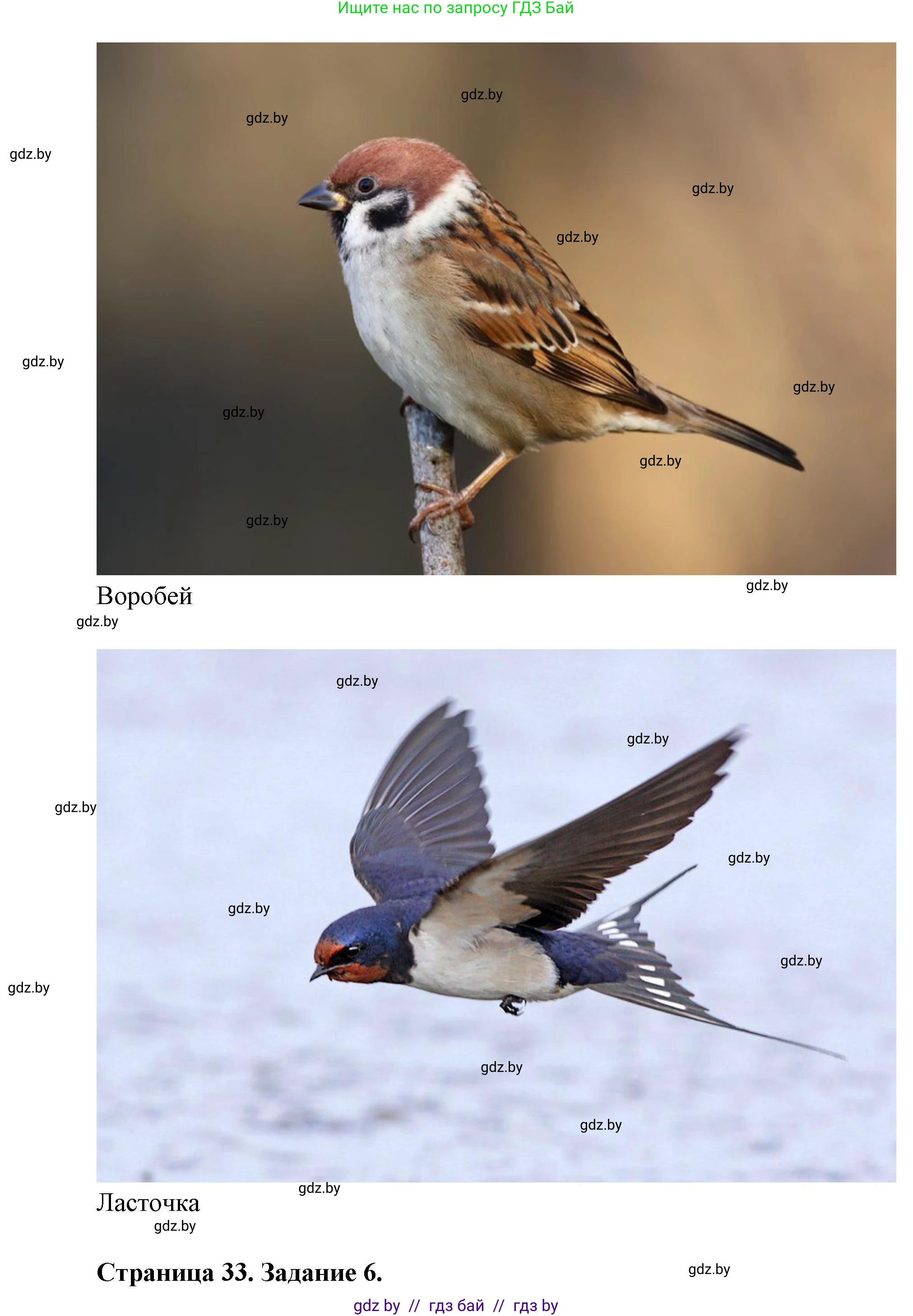 Биология, 8 класс Тетрадь для лабораторных и практических работ, автор: Лисов Николай Дмитриевич, издательство Аверсэв, Минск, 2025, оранжевого цвета, страница 31, Решение 2025 (продолжение 5)