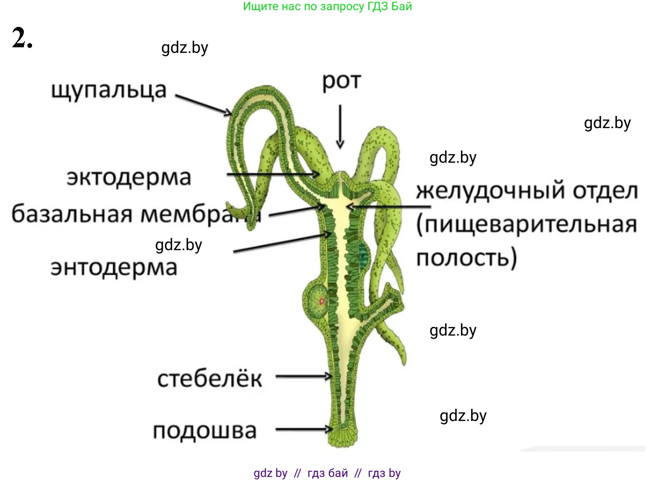 Биология, 8 класс рабочая тетрадь, автор: Лисов Николай Дмитриевич, издательство Аверсэв, Минск, 2018, зелёного цвета, страница 5, номер 2, Решение