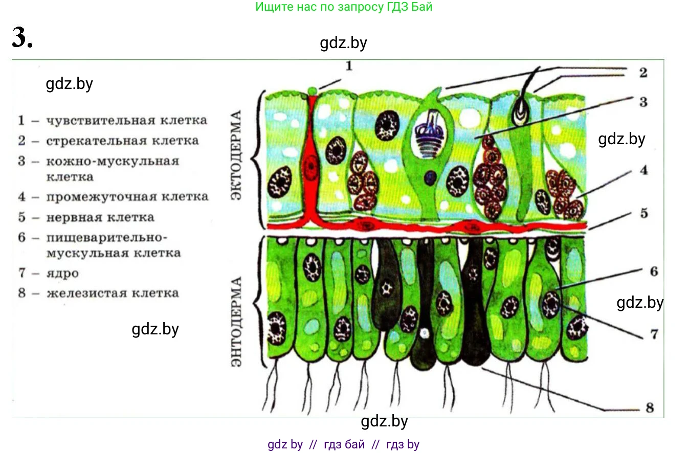 Биология, 8 класс рабочая тетрадь, автор: Лисов Николай Дмитриевич, издательство Аверсэв, Минск, 2018, зелёного цвета, страница 6, номер 3, Решение