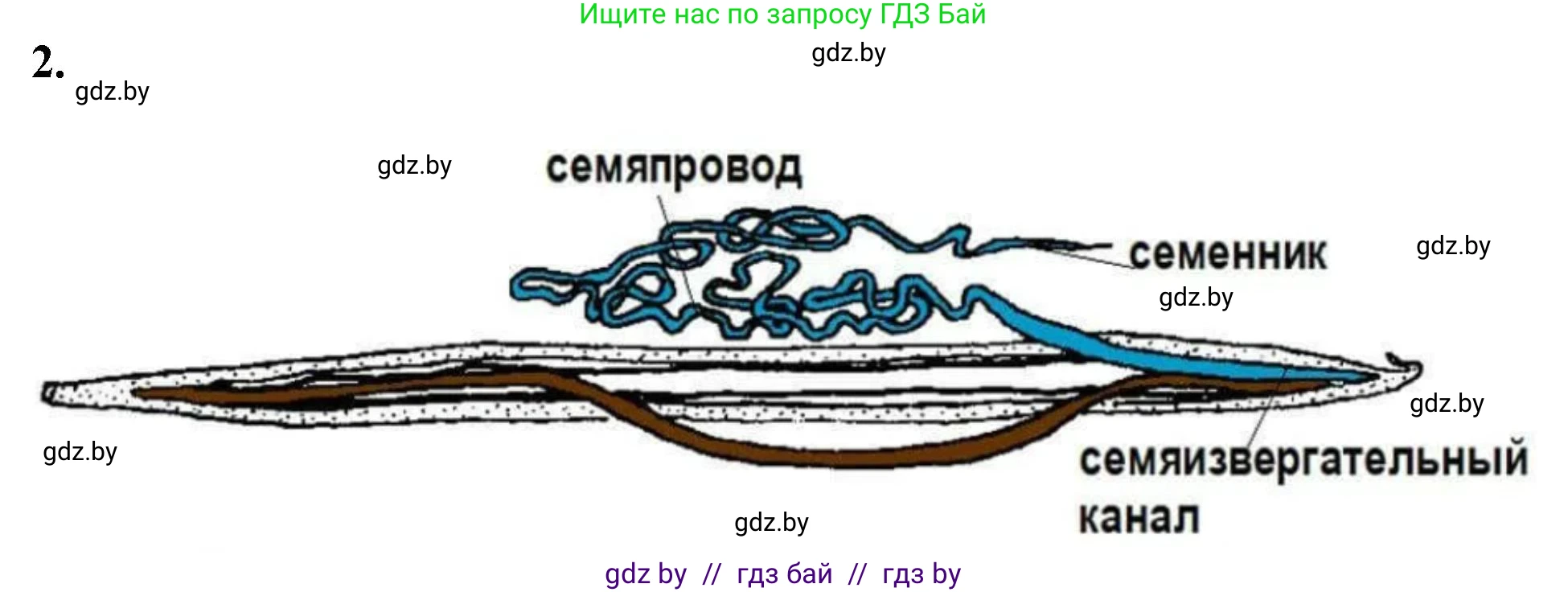 Биология, 8 класс рабочая тетрадь, автор: Лисов Николай Дмитриевич, издательство Аверсэв, Минск, 2018, зелёного цвета, страница 11, номер 2, Решение