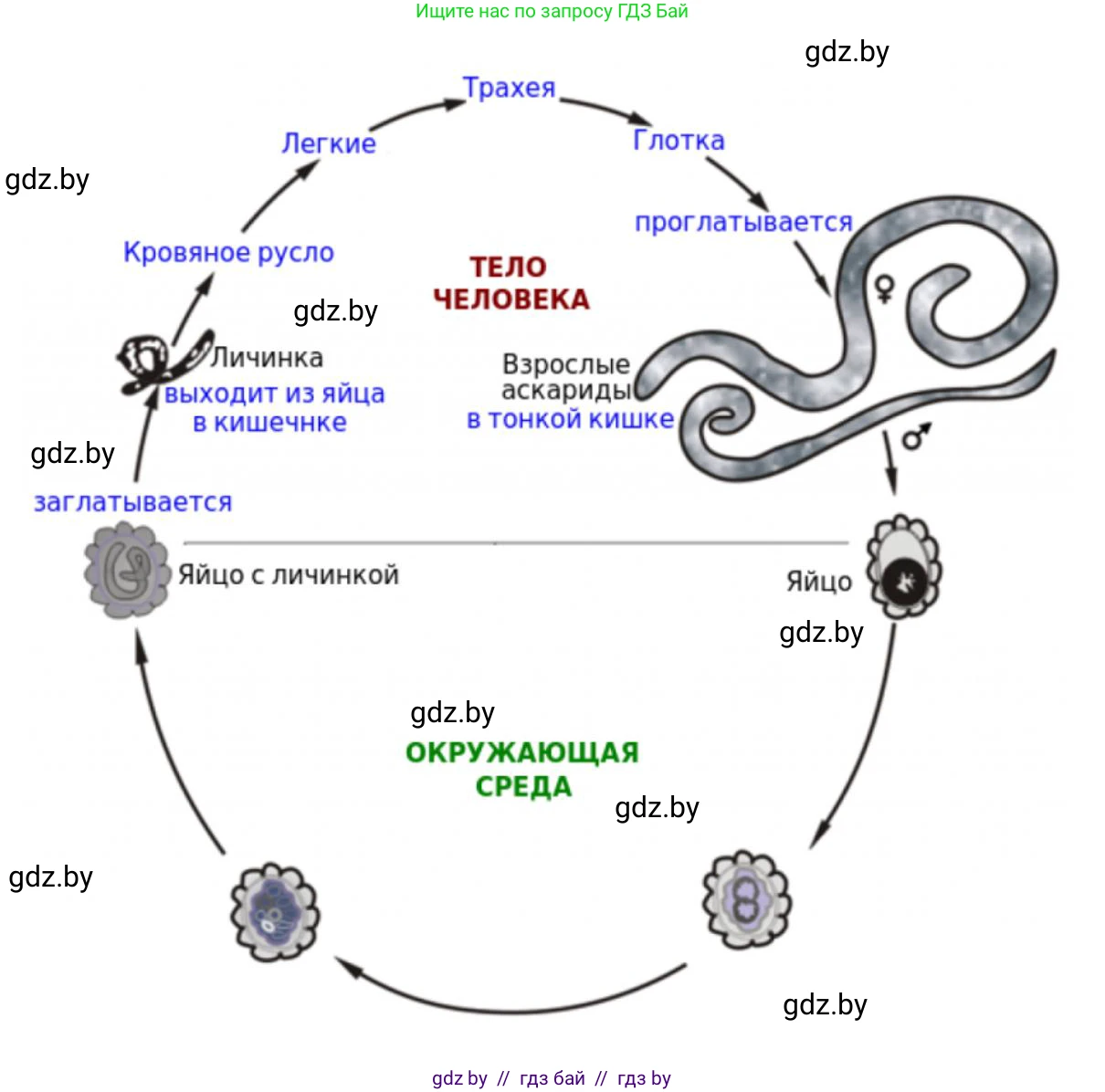 Биология, 8 класс рабочая тетрадь, автор: Лисов Николай Дмитриевич, издательство Аверсэв, Минск, 2018, зелёного цвета, страница 12, номер 4, Решение