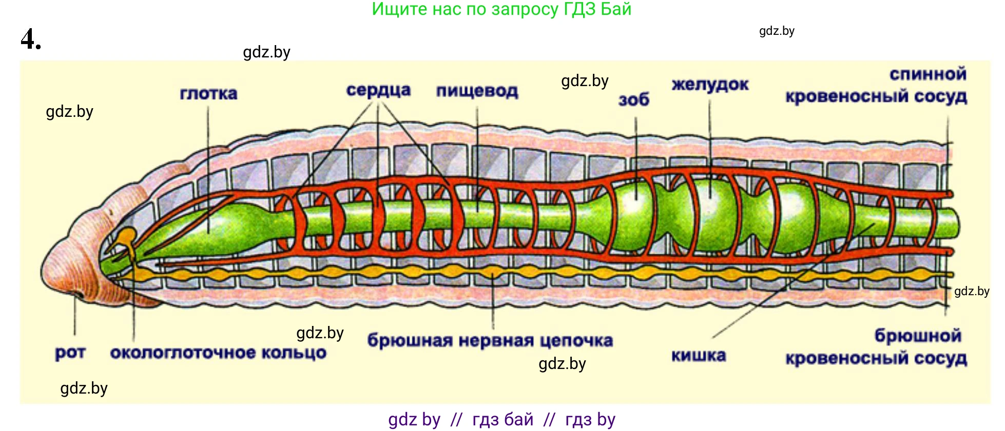 Биология, 8 класс рабочая тетрадь, автор: Лисов Николай Дмитриевич, издательство Аверсэв, Минск, 2018, зелёного цвета, страница 14, номер 4, Решение