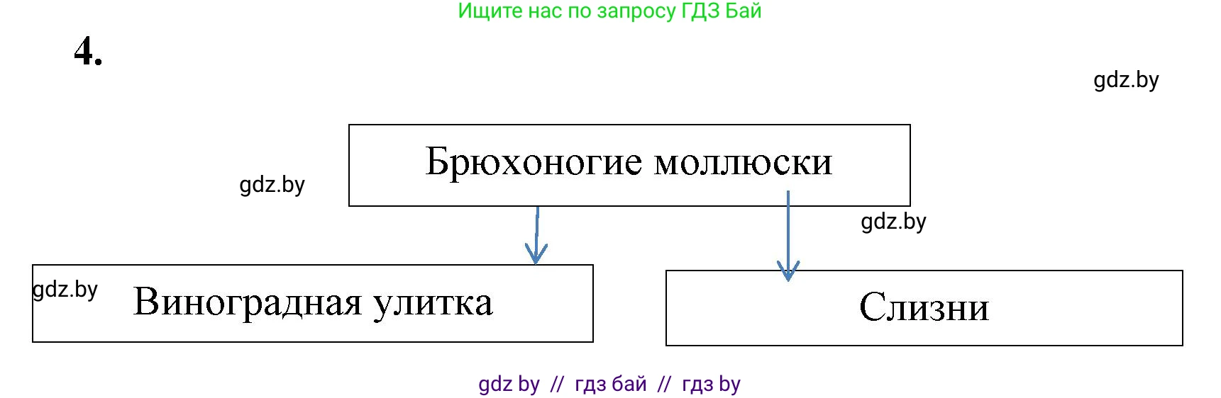 Биология, 8 класс рабочая тетрадь, автор: Лисов Николай Дмитриевич, издательство Аверсэв, Минск, 2018, зелёного цвета, страница 22, номер 4, Решение