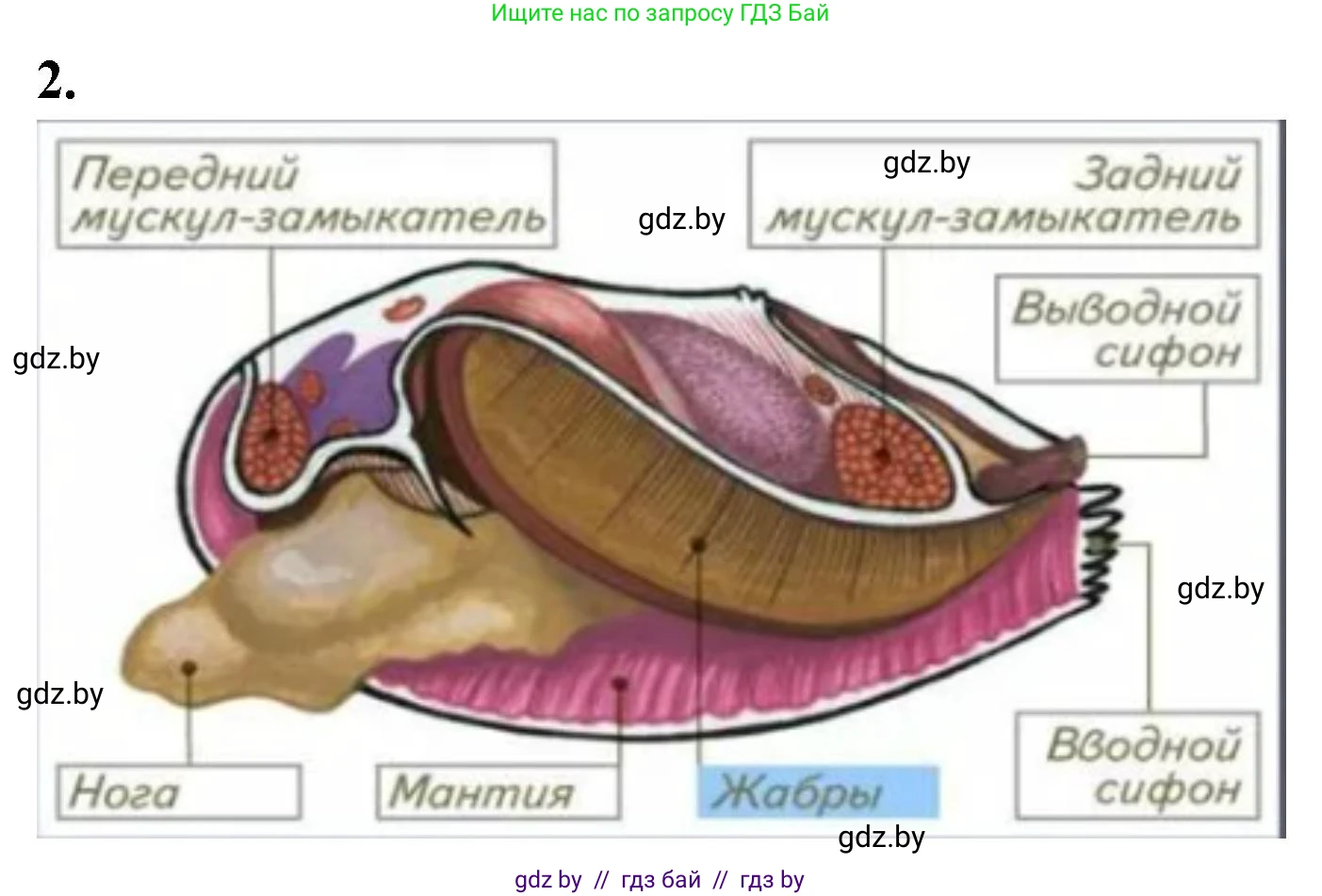 Биология, 8 класс рабочая тетрадь, автор: Лисов Николай Дмитриевич, издательство Аверсэв, Минск, 2018, зелёного цвета, страница 30, номер 2, Решение