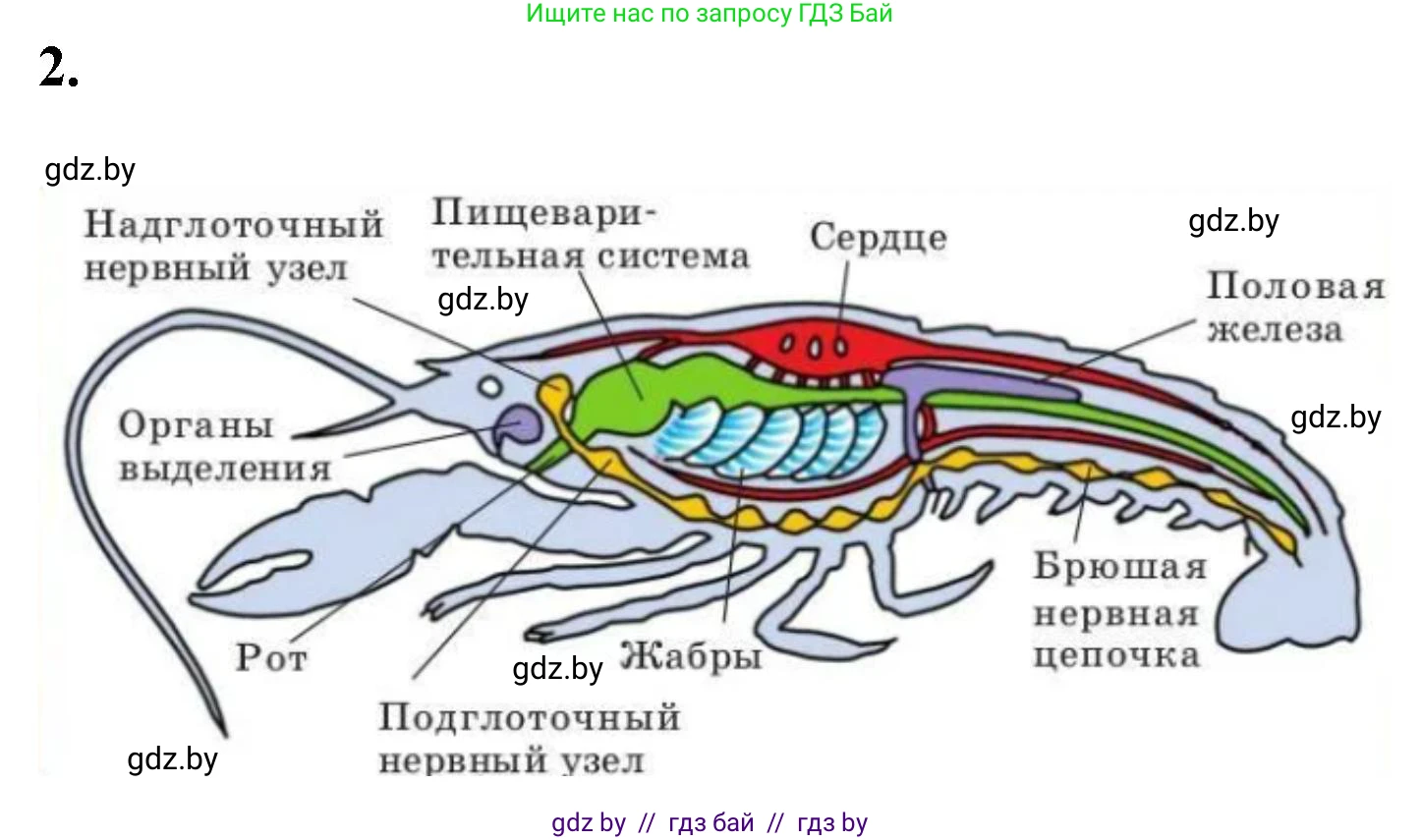 Биология, 8 класс рабочая тетрадь, автор: Лисов Николай Дмитриевич, издательство Аверсэв, Минск, 2018, зелёного цвета, страница 36, номер 2, Решение
