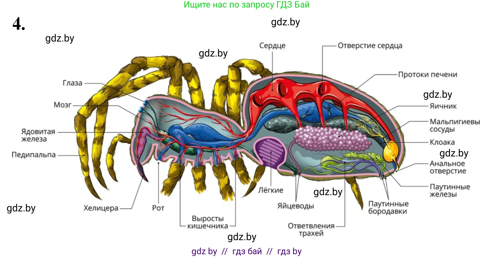 Биология, 8 класс рабочая тетрадь, автор: Лисов Николай Дмитриевич, издательство Аверсэв, Минск, 2018, зелёного цвета, страница 39, номер 4, Решение
