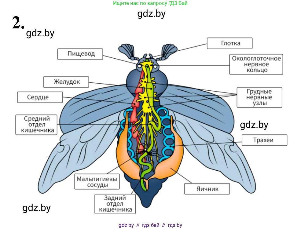 Биология, 8 класс рабочая тетрадь, автор: Лисов Николай Дмитриевич, издательство Аверсэв, Минск, 2018, зелёного цвета, страница 45, номер 2, Решение
