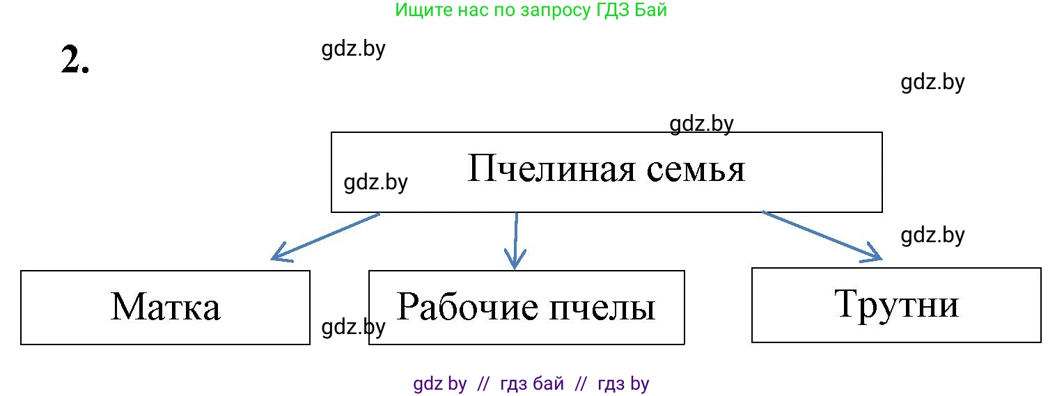 Биология, 8 класс рабочая тетрадь, автор: Лисов Николай Дмитриевич, издательство Аверсэв, Минск, 2018, зелёного цвета, страница 55, номер 2, Решение
