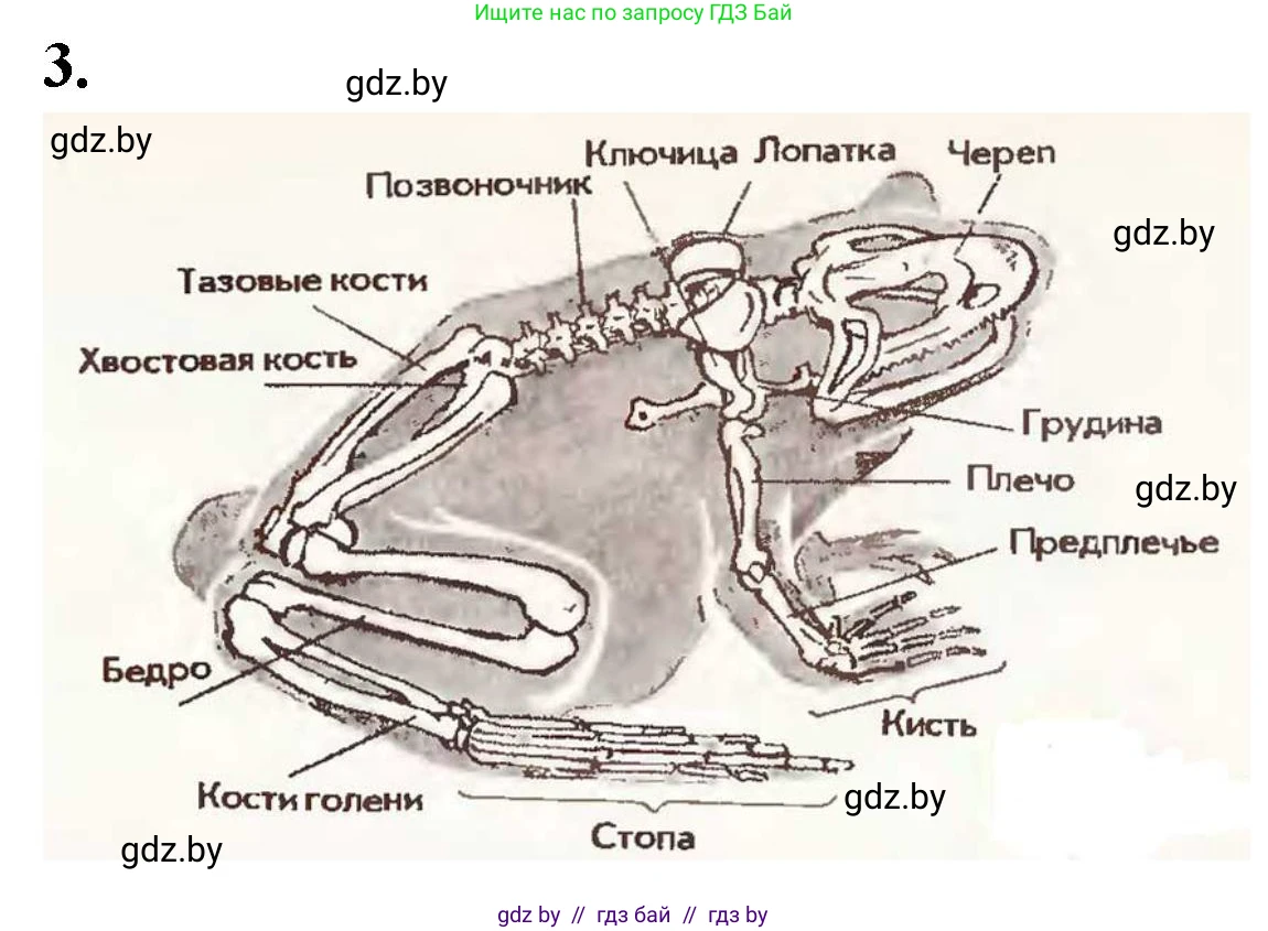 Биология, 8 класс рабочая тетрадь, автор: Лисов Николай Дмитриевич, издательство Аверсэв, Минск, 2018, зелёного цвета, страница 71, номер 3, Решение