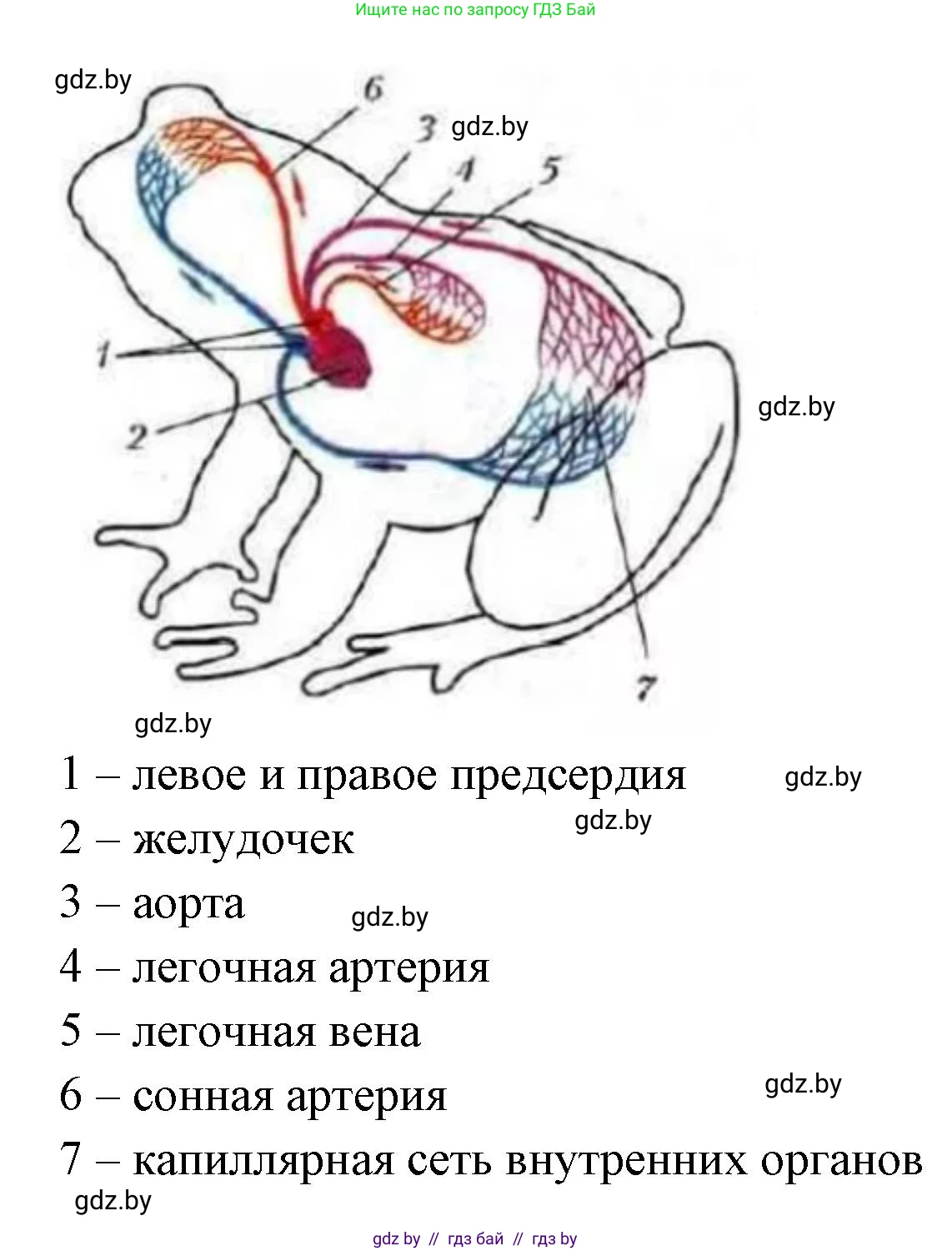 Биология, 8 класс рабочая тетрадь, автор: Лисов Николай Дмитриевич, издательство Аверсэв, Минск, 2018, зелёного цвета, страница 73, номер 4, Решение