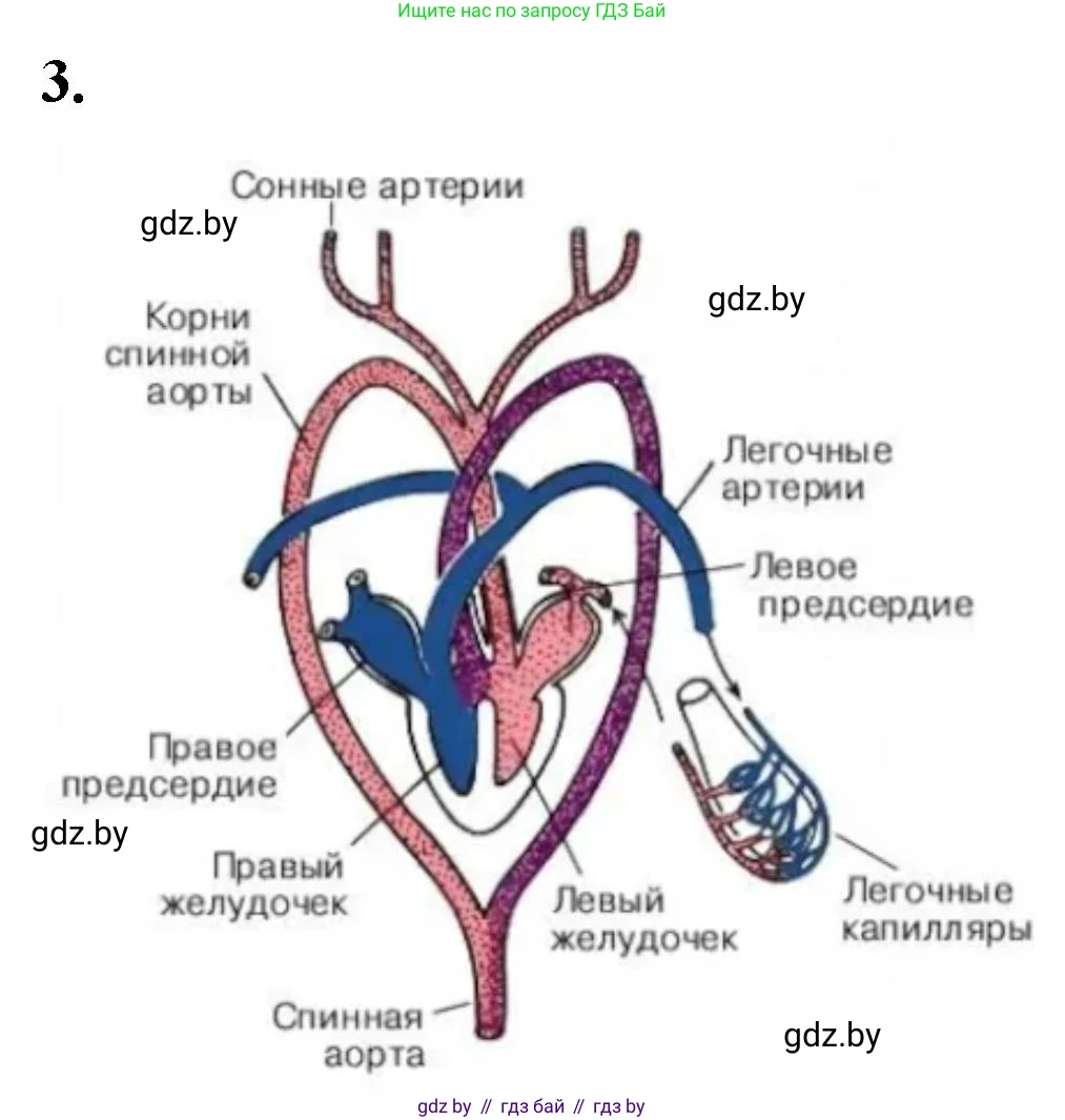 Биология, 8 класс рабочая тетрадь, автор: Лисов Николай Дмитриевич, издательство Аверсэв, Минск, 2018, зелёного цвета, страница 78, номер 3, Решение