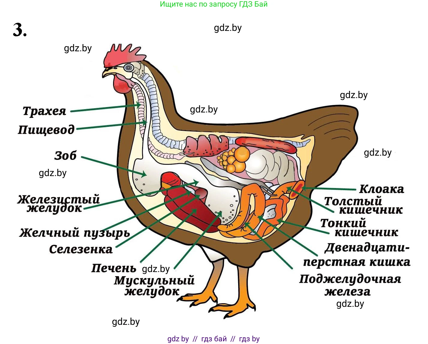 Биология, 8 класс рабочая тетрадь, автор: Лисов Николай Дмитриевич, издательство Аверсэв, Минск, 2018, зелёного цвета, страница 88, номер 3, Решение