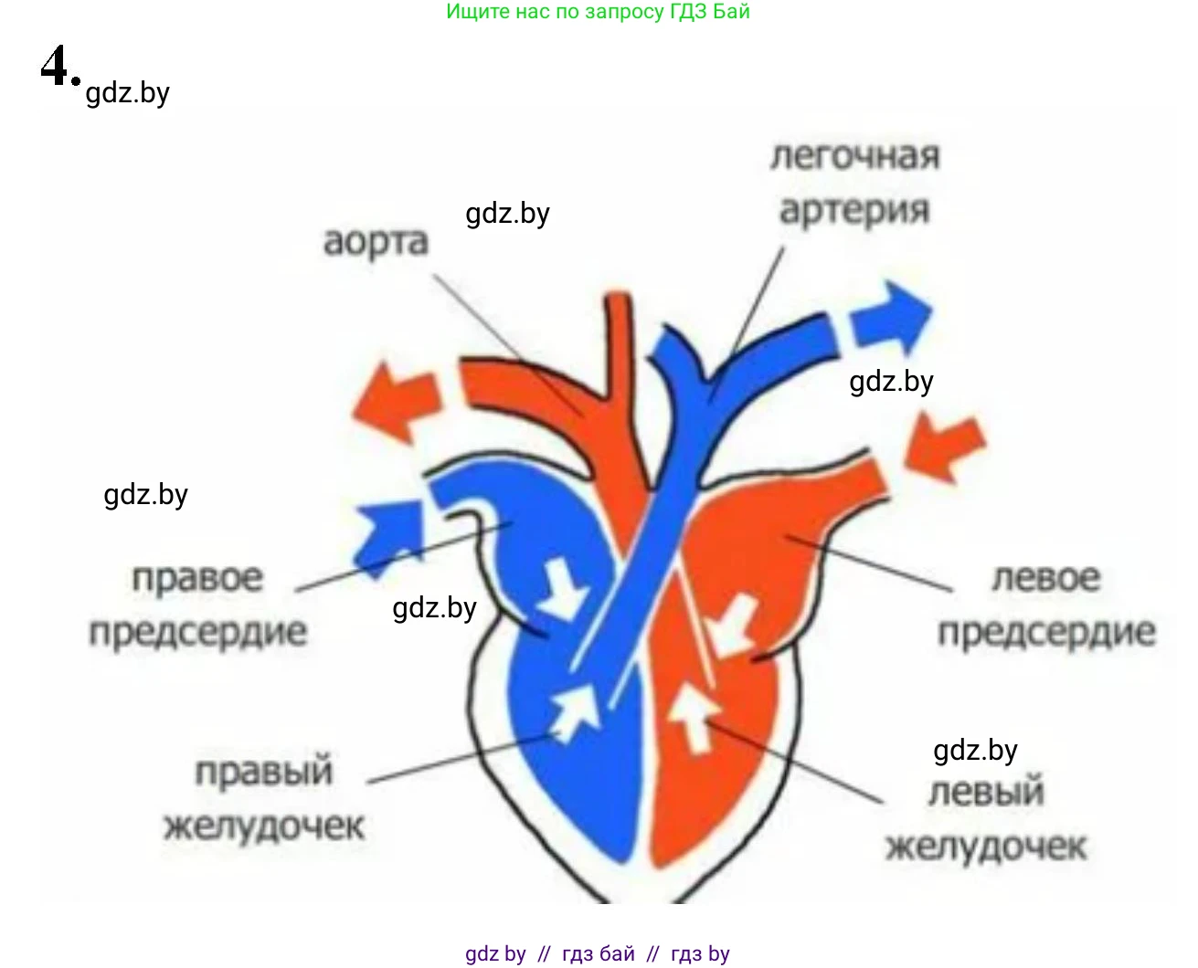 Биология, 8 класс рабочая тетрадь, автор: Лисов Николай Дмитриевич, издательство Аверсэв, Минск, 2018, зелёного цвета, страница 89, номер 4, Решение