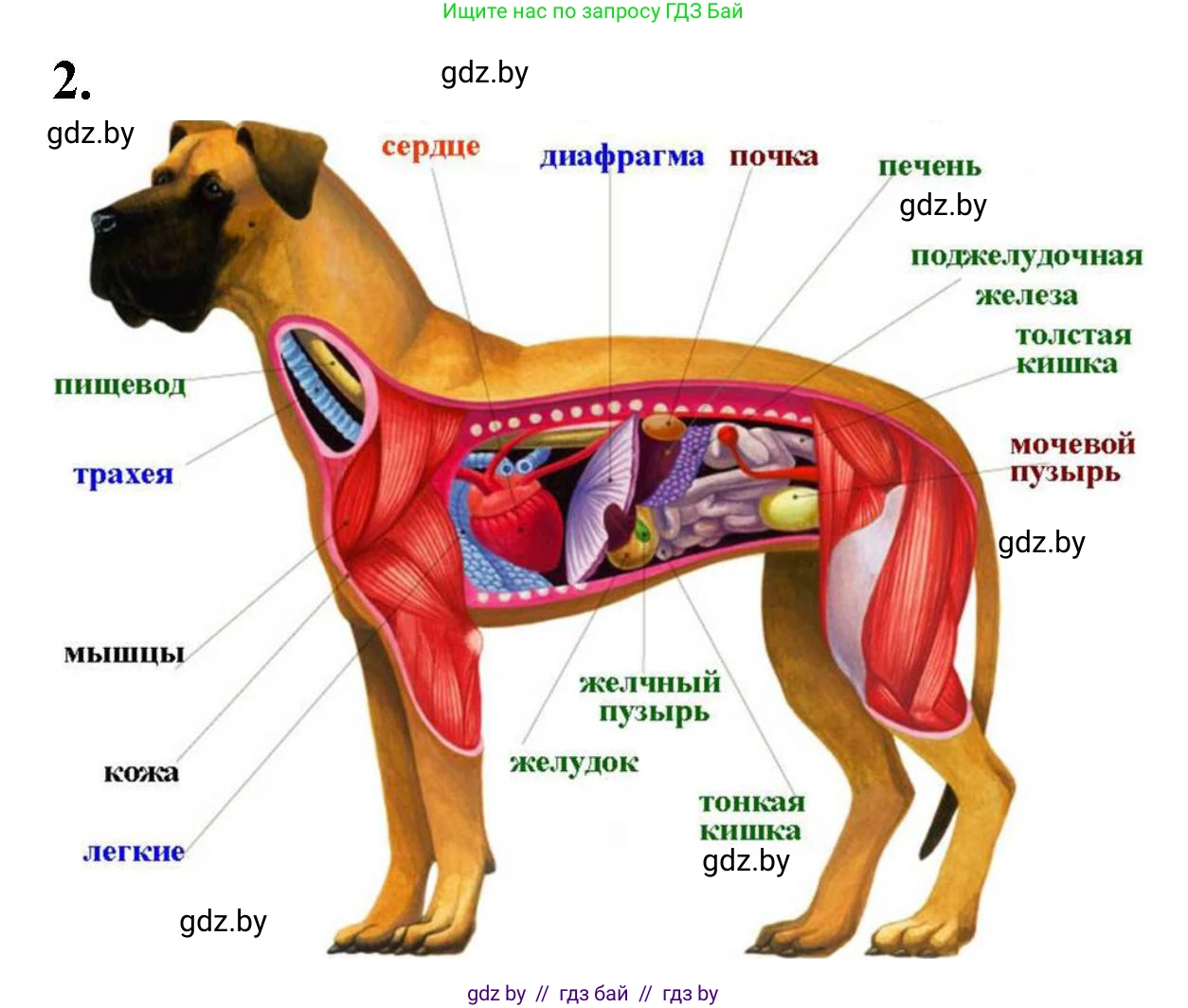 Биология, 8 класс рабочая тетрадь, автор: Лисов Николай Дмитриевич, издательство Аверсэв, Минск, 2018, зелёного цвета, страница 103, номер 2, Решение