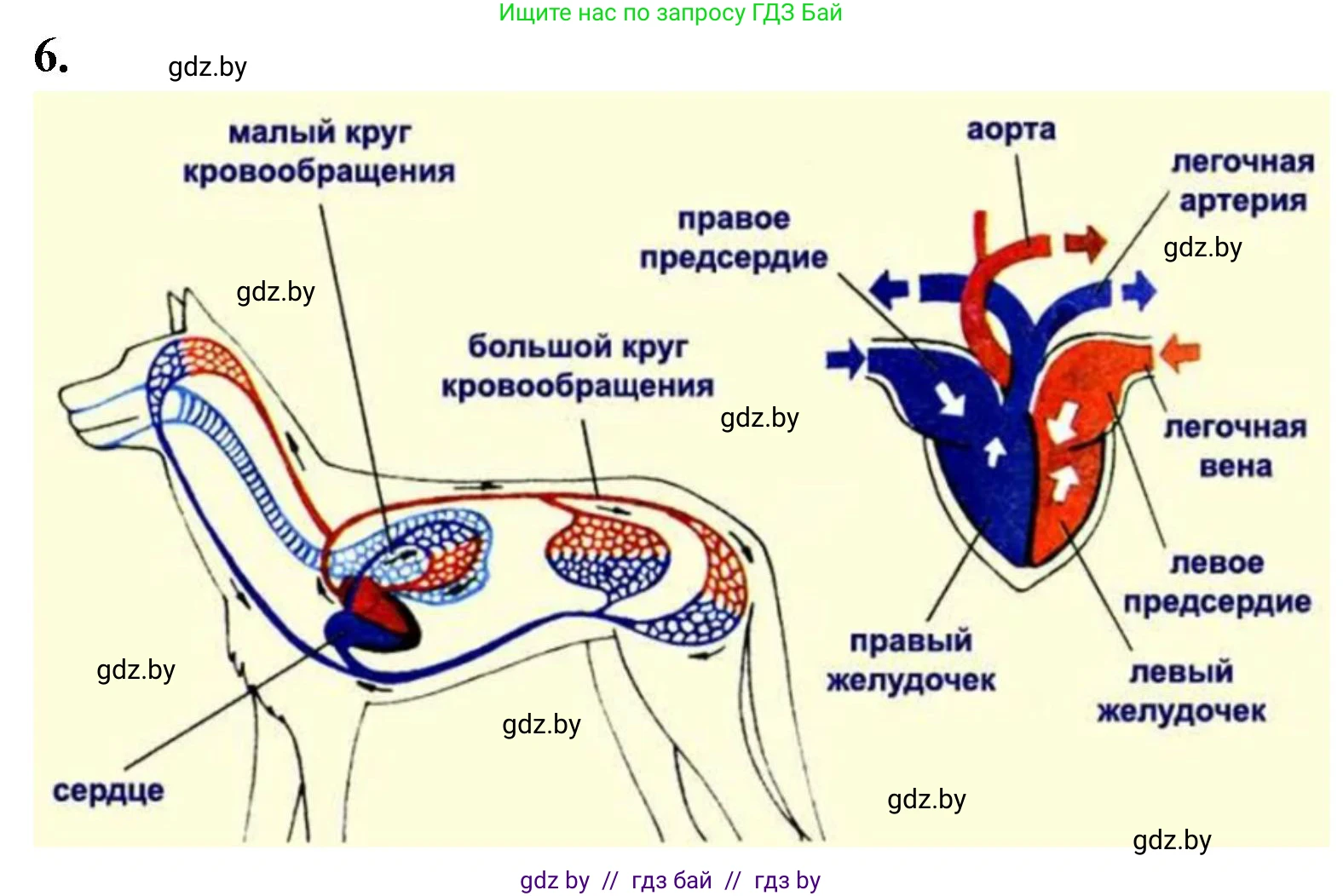 Биология, 8 класс рабочая тетрадь, автор: Лисов Николай Дмитриевич, издательство Аверсэв, Минск, 2018, зелёного цвета, страница 105, номер 6, Решение