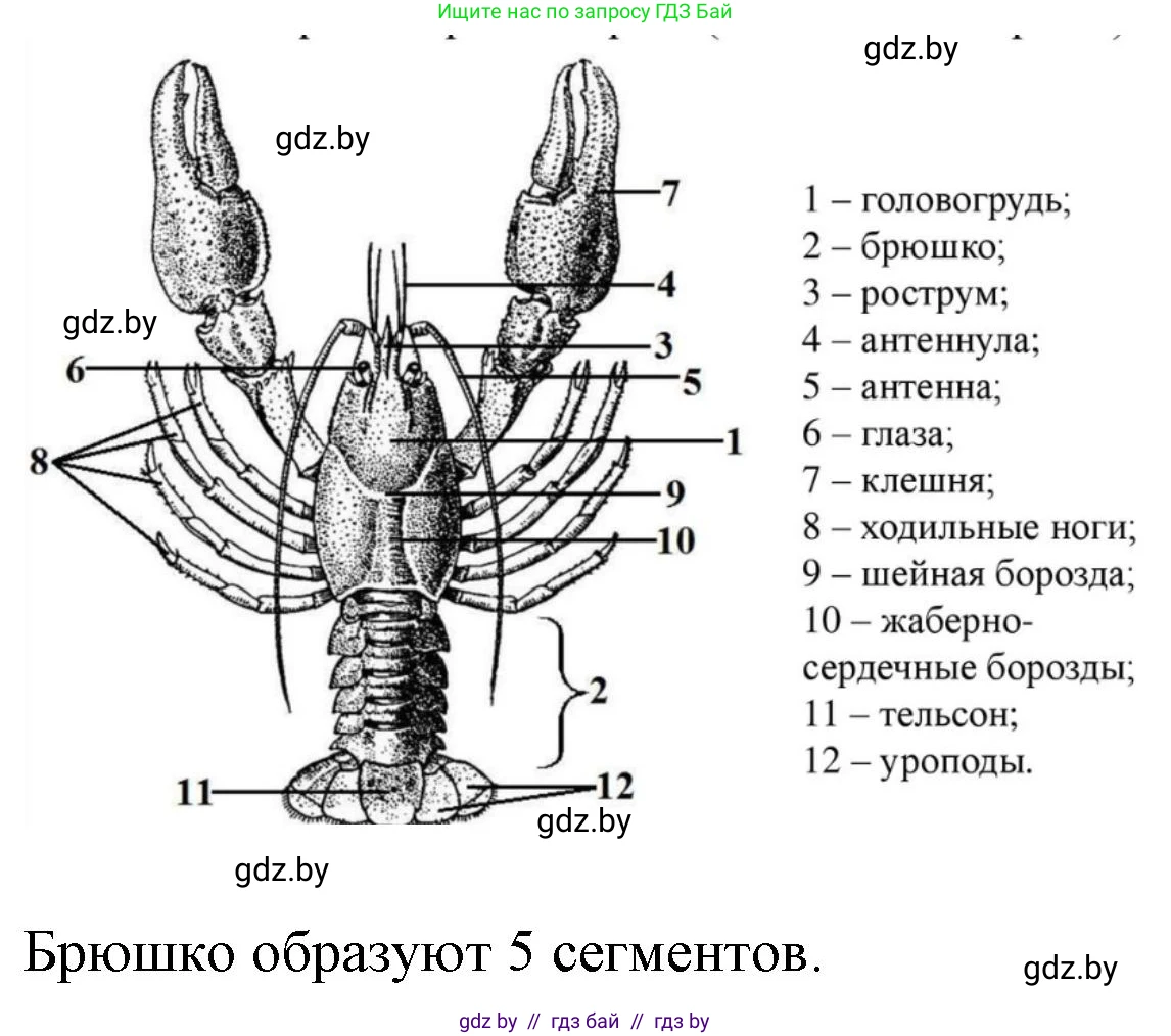 Биология, 8 класс рабочая тетрадь, автор: Лисов Николай Дмитриевич, издательство Аверсэв, Минск, 2018, зелёного цвета, страница 34, номер 4, Решение