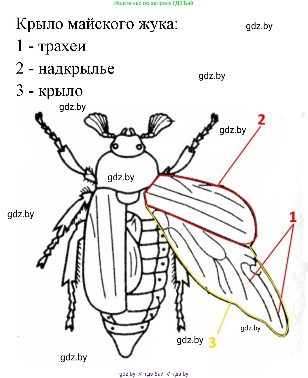 Биология, 8 класс рабочая тетрадь, автор: Лисов Николай Дмитриевич, издательство Аверсэв, Минск, 2018, зелёного цвета, страница 44, номер 5, Решение (продолжение 2)