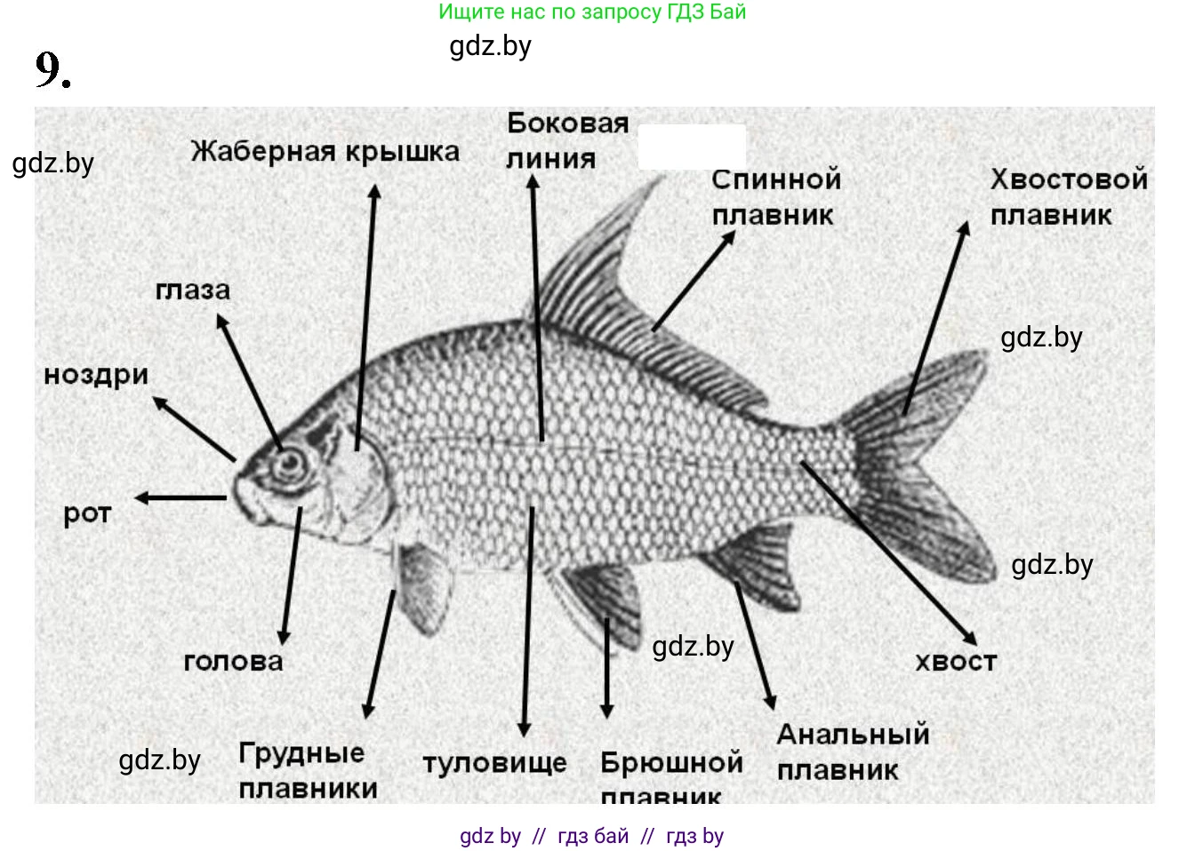 Биология, 8 класс рабочая тетрадь, автор: Лисов Николай Дмитриевич, издательство Аверсэв, Минск, 2018, зелёного цвета, страница 64, номер 9, Решение