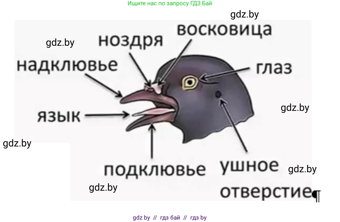 Биология, 8 класс рабочая тетрадь, автор: Лисов Николай Дмитриевич, издательство Аверсэв, Минск, 2018, зелёного цвета, страница 83, номер 4, Решение
