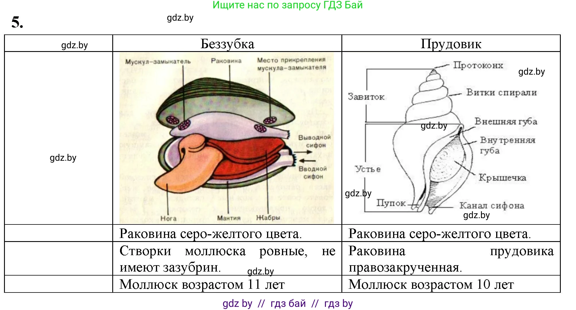 Биология, 8 класс тетрадь для экскусрий, лабораторных и практических работ, автор: Рогожников Олег Николаевич, издательство Сэр-Вит, Минск, 2021, сиреневого цвета, страница 7, номер 5, Решение