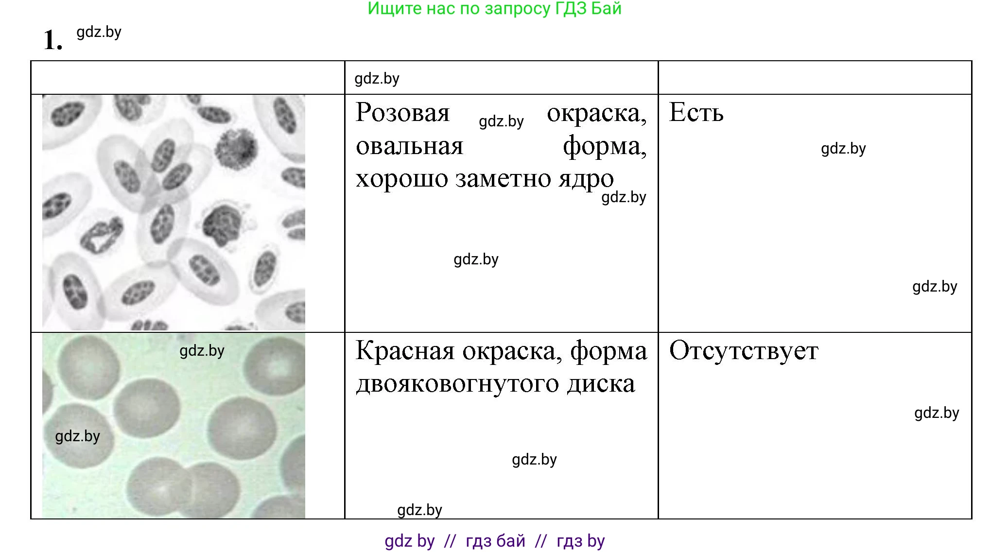 Биология, 9 класс Тетрадь для лабораторных и практических работ, авторы: Борисов Олег Леонидович, Антипенко Алеся Анатольевна, издательство Аверсэв, Минск, 2023, страница 15, номер 1, Решение