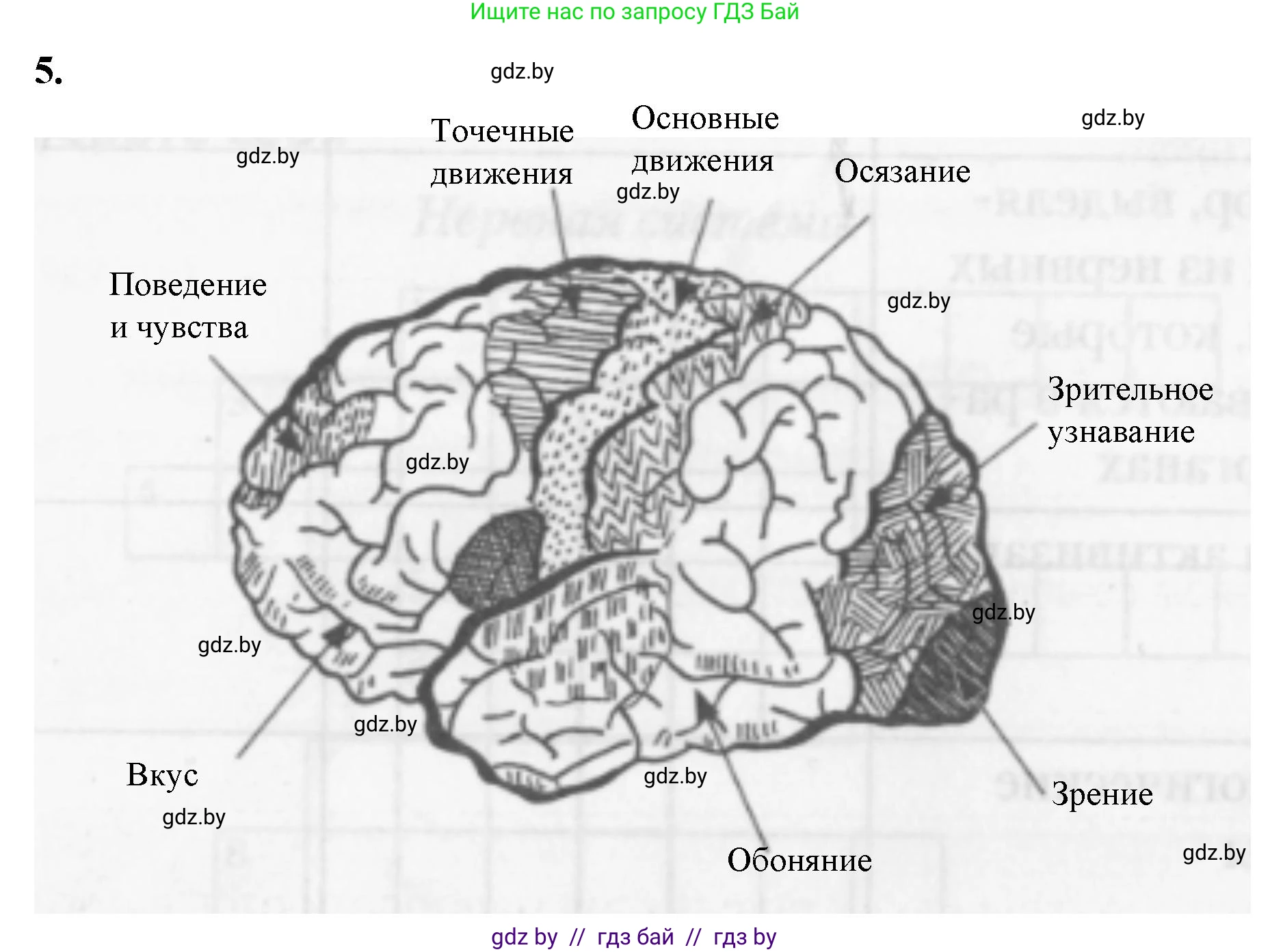 Биология, 9 класс рабочая тетрадь, авторы: Борисов Олег Леонидович, Антипенко Алеся Анатольевна, Мащенко Михаил Васильевич, издательство Аверсэв, Минск, 2019, салатового цвета, страница 21, номер 5, Решение
