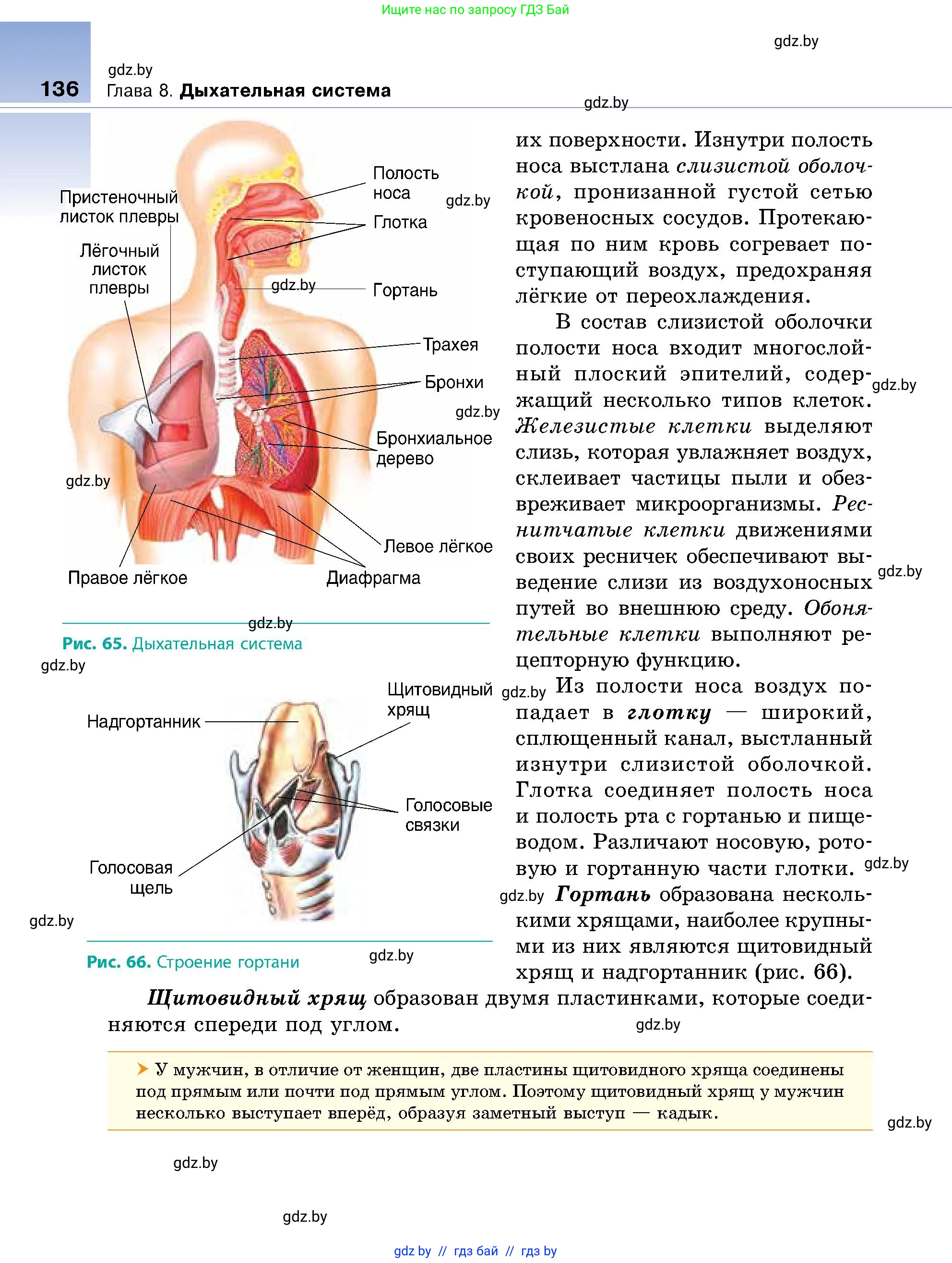 Биология, 9 класс Учебник, авторы: Борисов Олег Леонидович, Антипенко Алеся Анатольевна, Рогожников Олег Николаевич, издательство Адукацыя i выхаванне, Минск, 2025, бирюзового цвета, страница 136