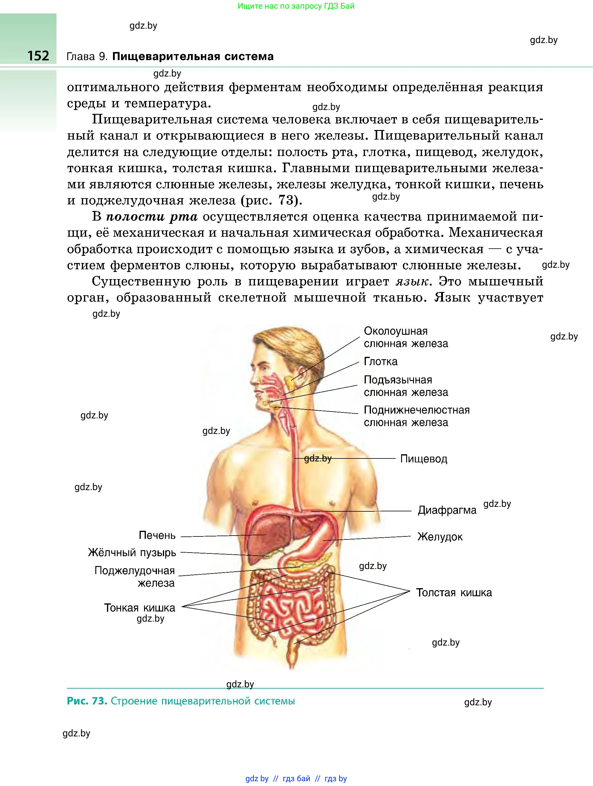 Биология, 9 класс Учебник, авторы: Борисов Олег Леонидович, Антипенко Алеся Анатольевна, Рогожников Олег Николаевич, издательство Адукацыя i выхаванне, Минск, 2025, бирюзового цвета, страница 152