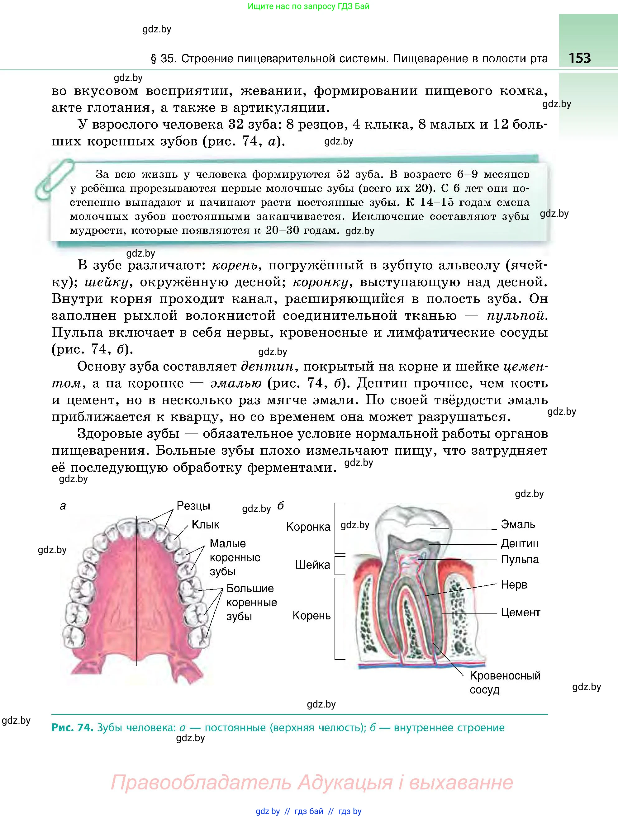 Биология, 9 класс Учебник, авторы: Борисов Олег Леонидович, Антипенко Алеся Анатольевна, Рогожников Олег Николаевич, издательство Адукацыя i выхаванне, Минск, 2025, бирюзового цвета, страница 153