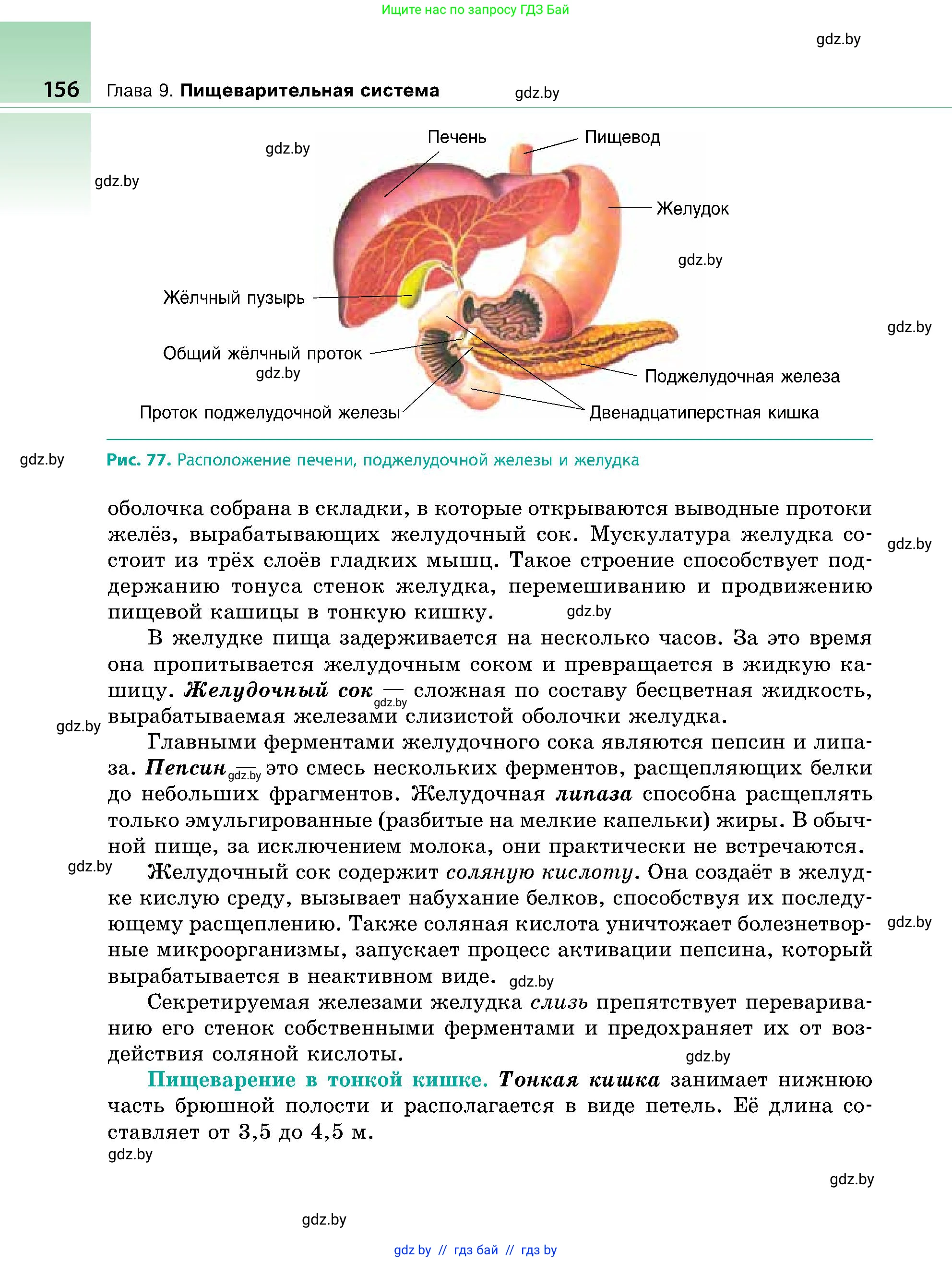 Биология, 9 класс Учебник, авторы: Борисов Олег Леонидович, Антипенко Алеся Анатольевна, Рогожников Олег Николаевич, издательство Адукацыя i выхаванне, Минск, 2025, бирюзового цвета, страница 156