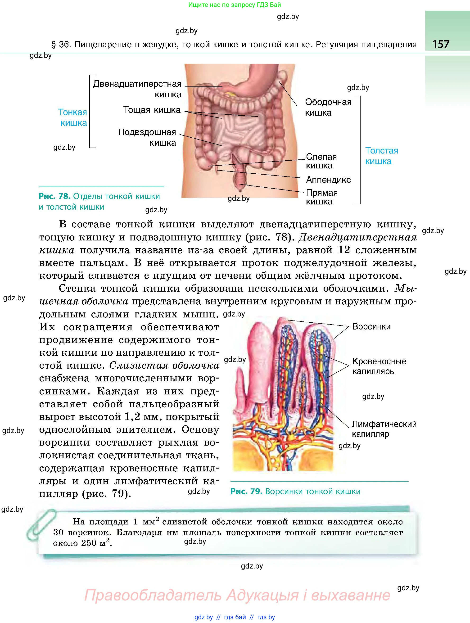 Биология, 9 класс Учебник, авторы: Борисов Олег Леонидович, Антипенко Алеся Анатольевна, Рогожников Олег Николаевич, издательство Адукацыя i выхаванне, Минск, 2025, бирюзового цвета, страница 157