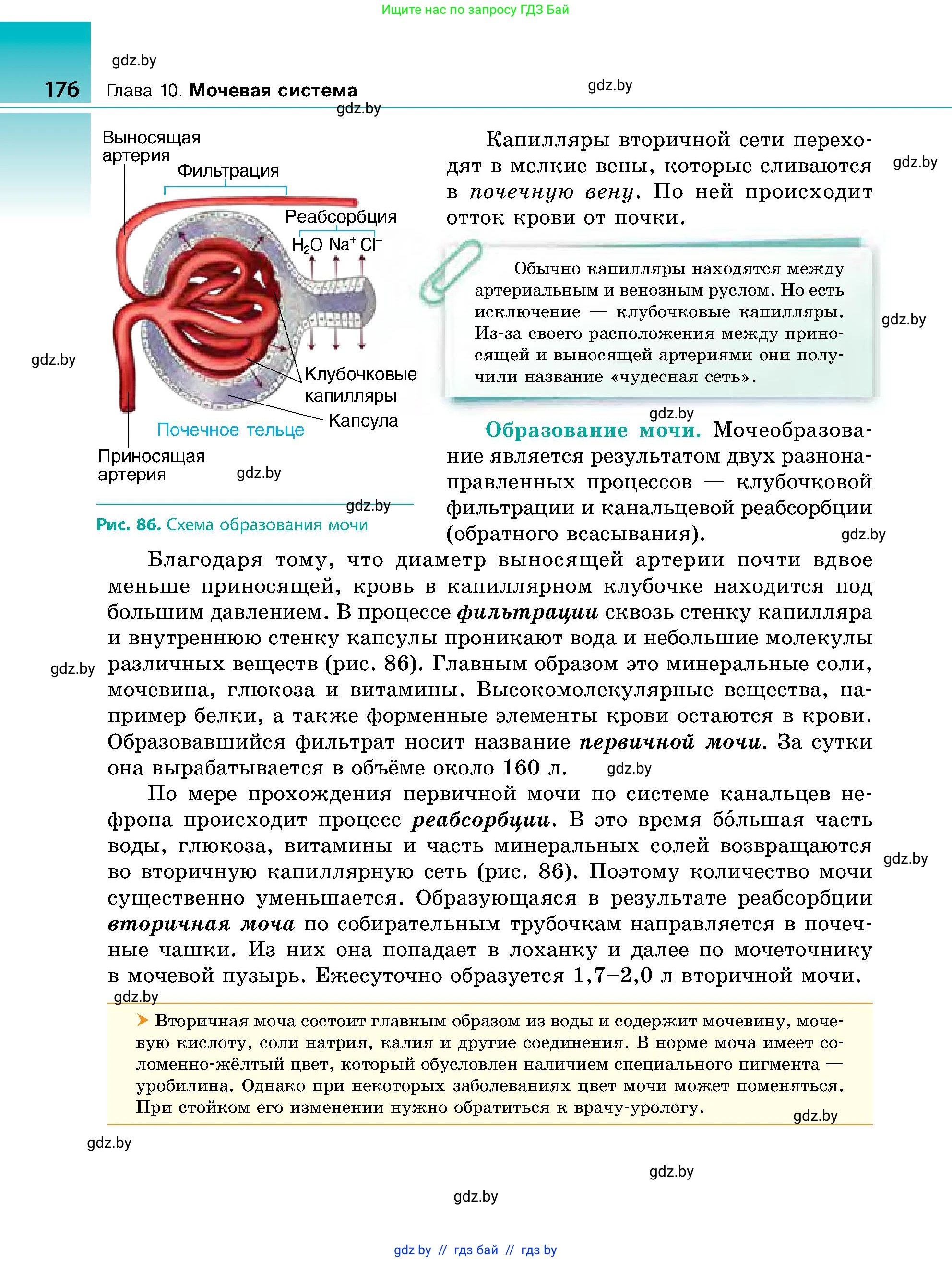 Биология, 9 класс Учебник, авторы: Борисов Олег Леонидович, Антипенко Алеся Анатольевна, Рогожников Олег Николаевич, издательство Адукацыя i выхаванне, Минск, 2025, бирюзового цвета, страница 176