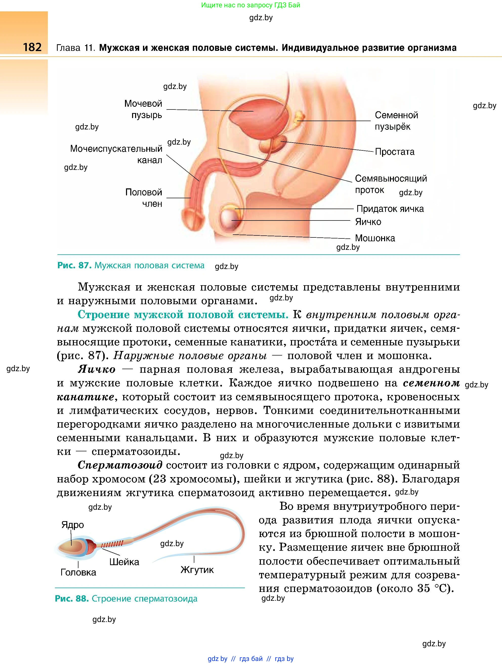 Биология, 9 класс Учебник, авторы: Борисов Олег Леонидович, Антипенко Алеся Анатольевна, Рогожников Олег Николаевич, издательство Адукацыя i выхаванне, Минск, 2025, бирюзового цвета, страница 182