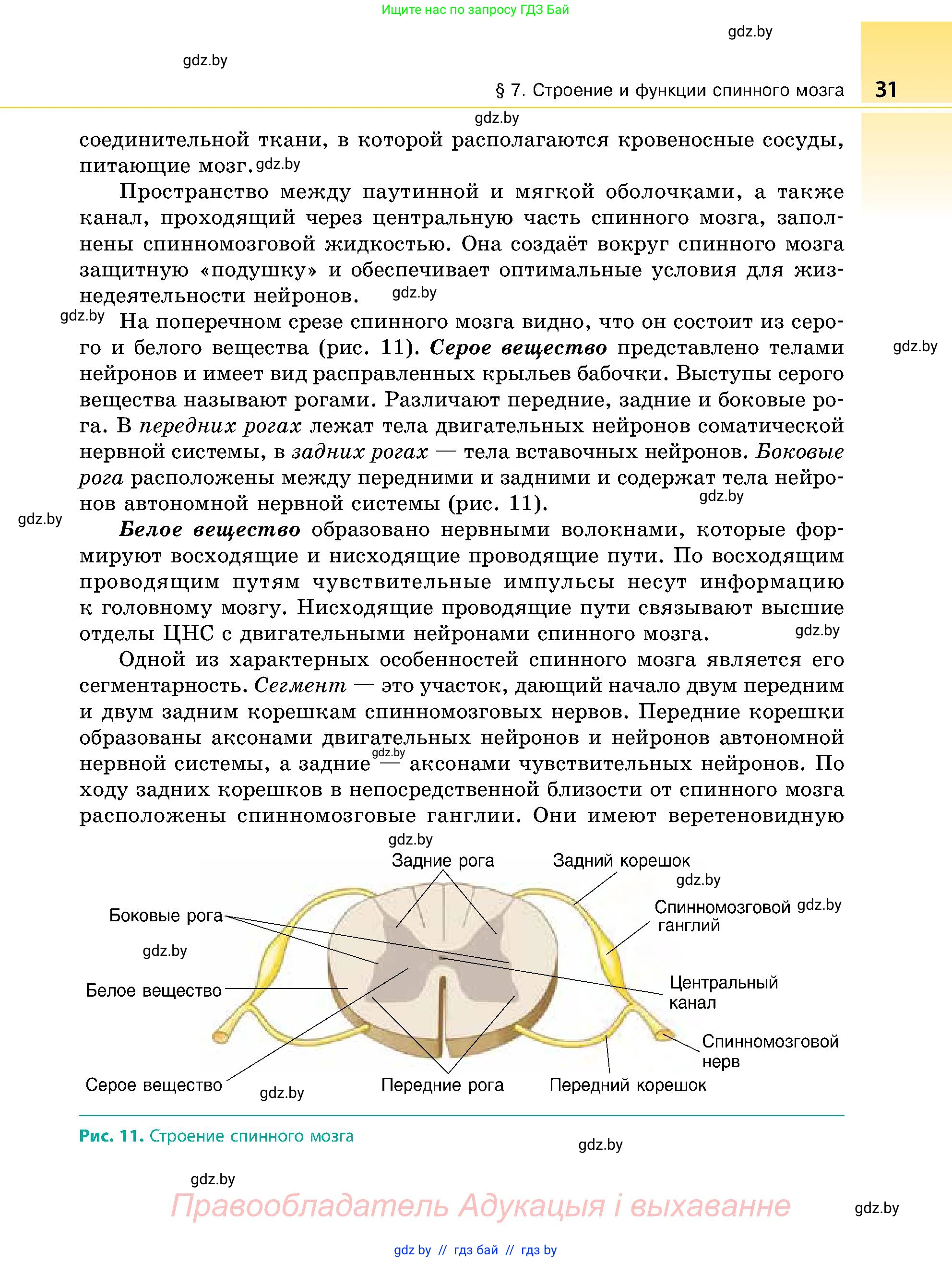 Биология, 9 класс Учебник, авторы: Борисов Олег Леонидович, Антипенко Алеся Анатольевна, Рогожников Олег Николаевич, издательство Адукацыя i выхаванне, Минск, 2025, бирюзового цвета, страница 31