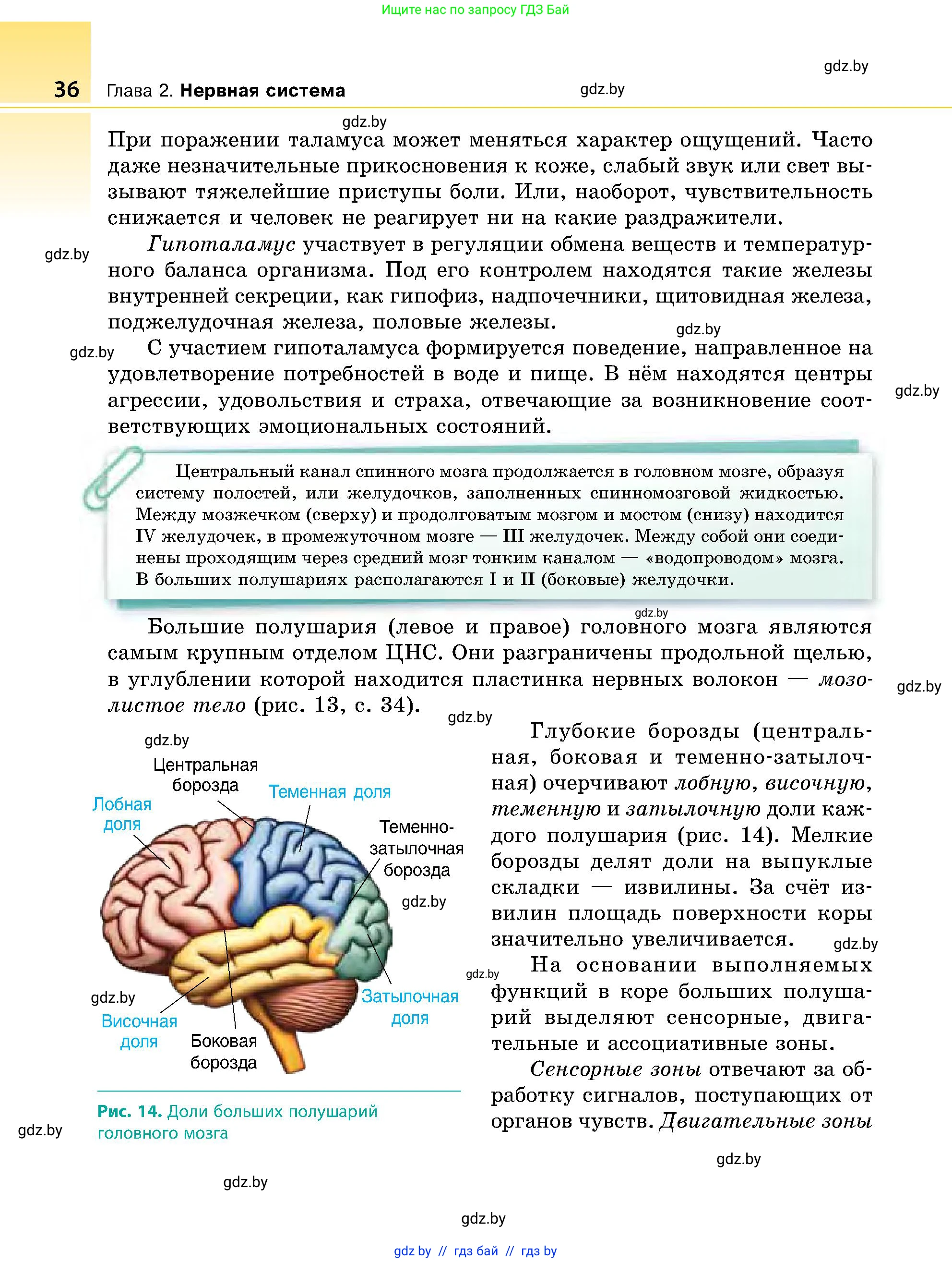 Биология, 9 класс Учебник, авторы: Борисов Олег Леонидович, Антипенко Алеся Анатольевна, Рогожников Олег Николаевич, издательство Адукацыя i выхаванне, Минск, 2025, бирюзового цвета, страница 36