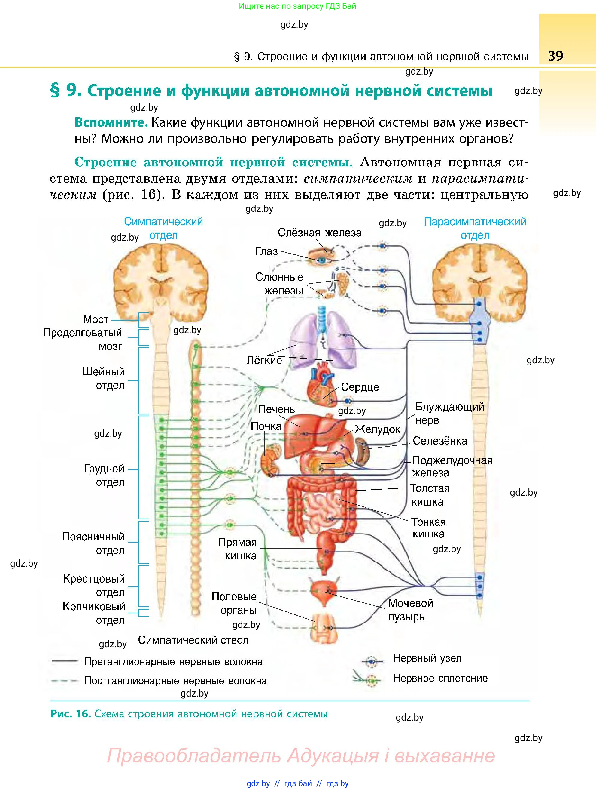 Биология, 9 класс Учебник, авторы: Борисов Олег Леонидович, Антипенко Алеся Анатольевна, Рогожников Олег Николаевич, издательство Адукацыя i выхаванне, Минск, 2025, бирюзового цвета, страница 39