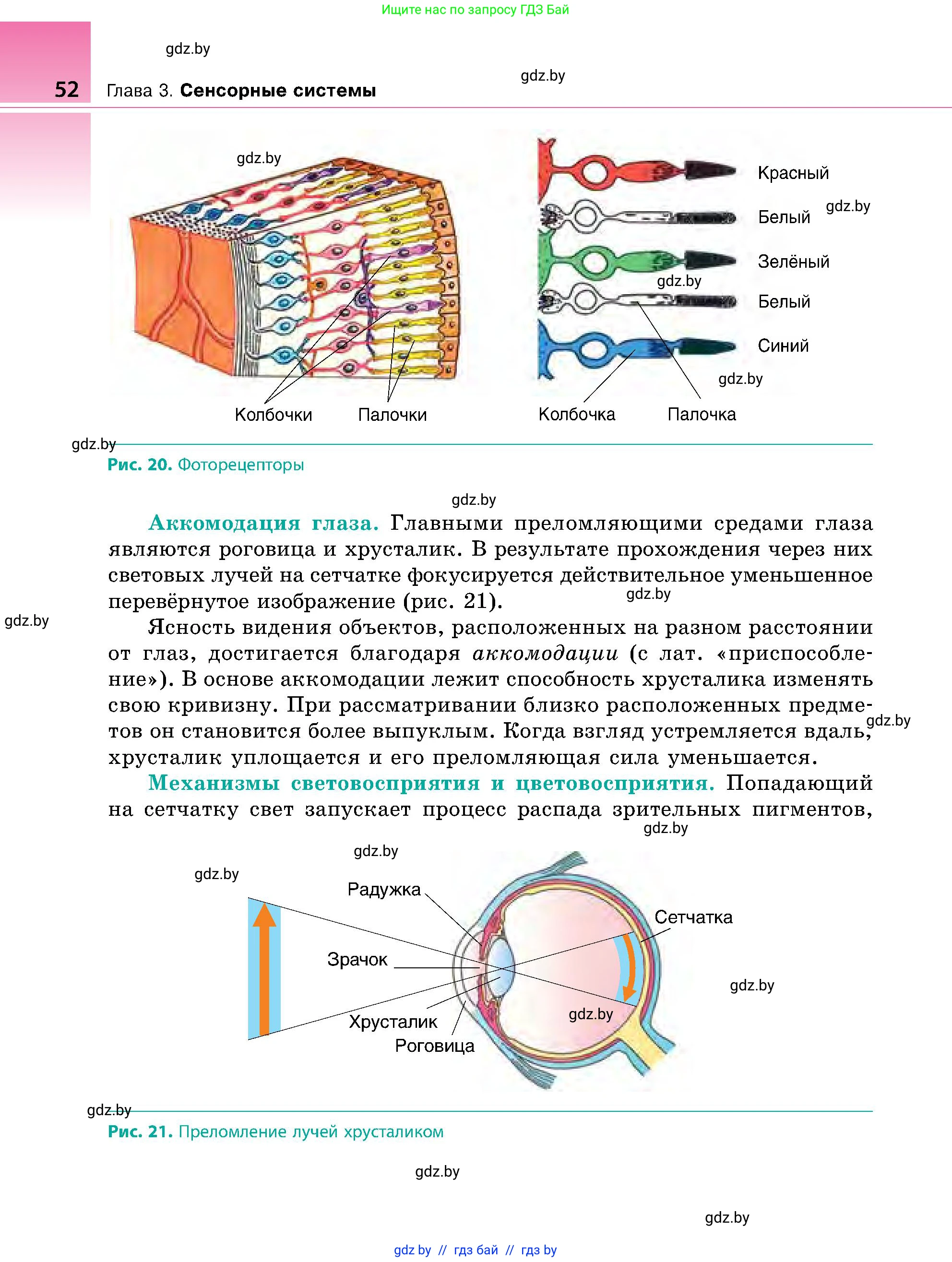 Биология, 9 класс Учебник, авторы: Борисов Олег Леонидович, Антипенко Алеся Анатольевна, Рогожников Олег Николаевич, издательство Адукацыя i выхаванне, Минск, 2025, бирюзового цвета, страница 52