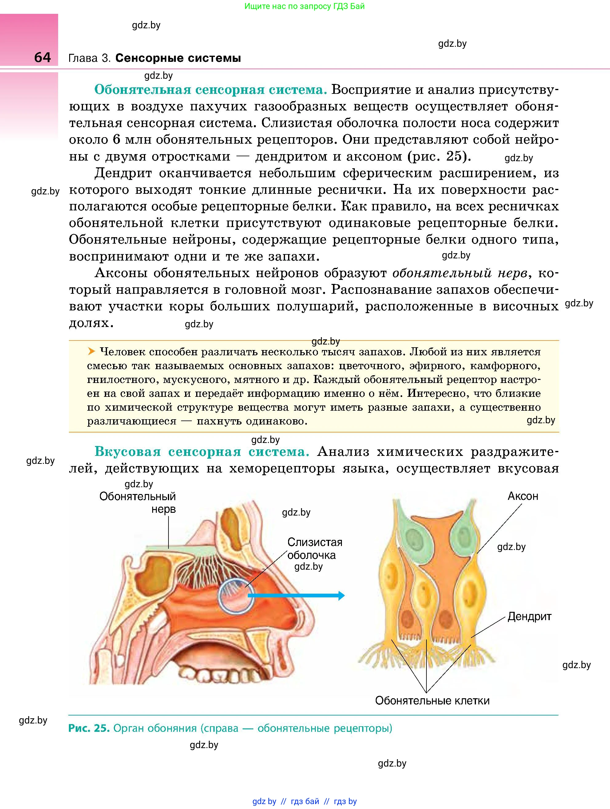 Биология, 9 класс Учебник, авторы: Борисов Олег Леонидович, Антипенко Алеся Анатольевна, Рогожников Олег Николаевич, издательство Адукацыя i выхаванне, Минск, 2025, бирюзового цвета, страница 64