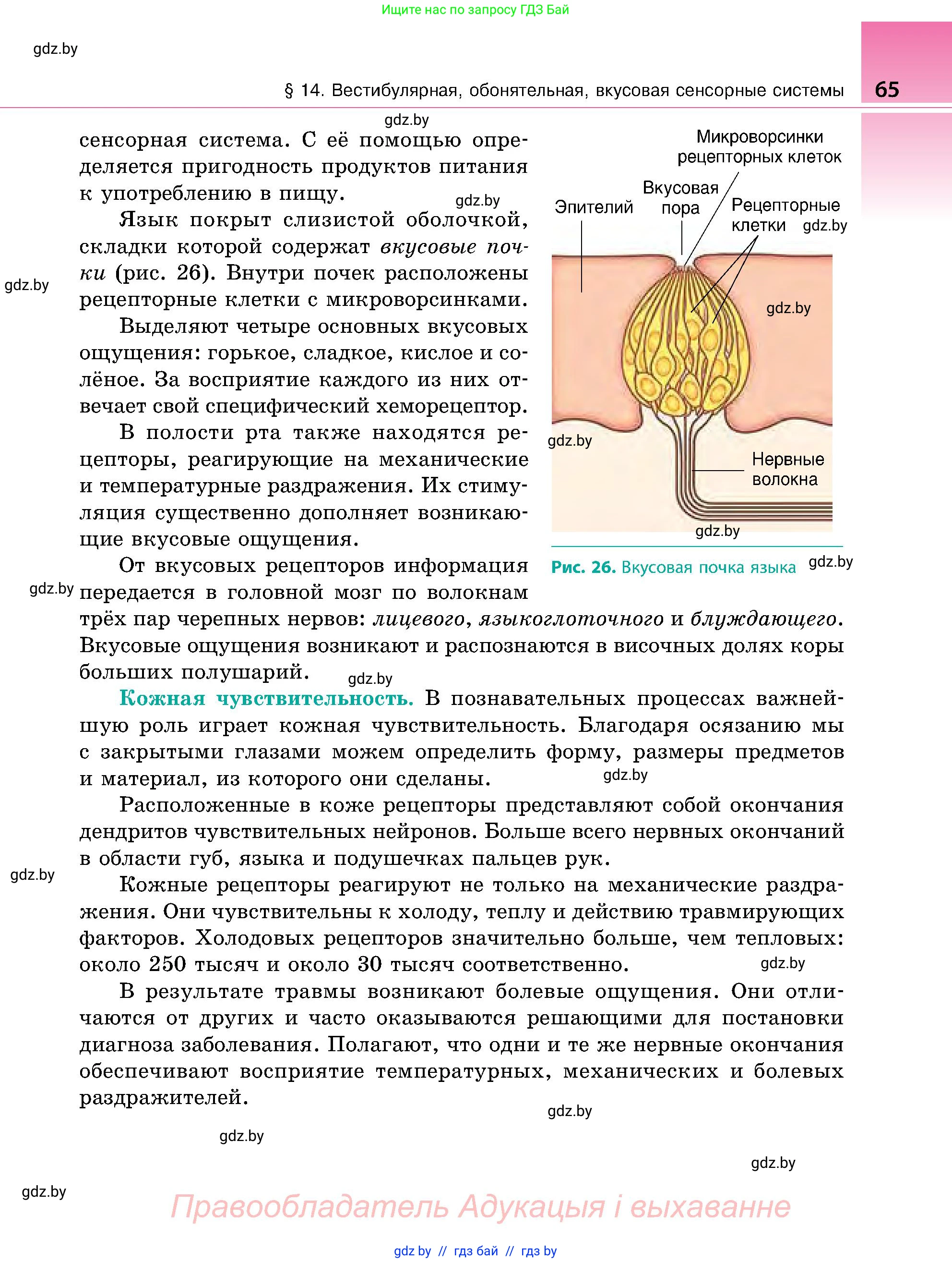 Биология, 9 класс Учебник, авторы: Борисов Олег Леонидович, Антипенко Алеся Анатольевна, Рогожников Олег Николаевич, издательство Адукацыя i выхаванне, Минск, 2025, бирюзового цвета, страница 65