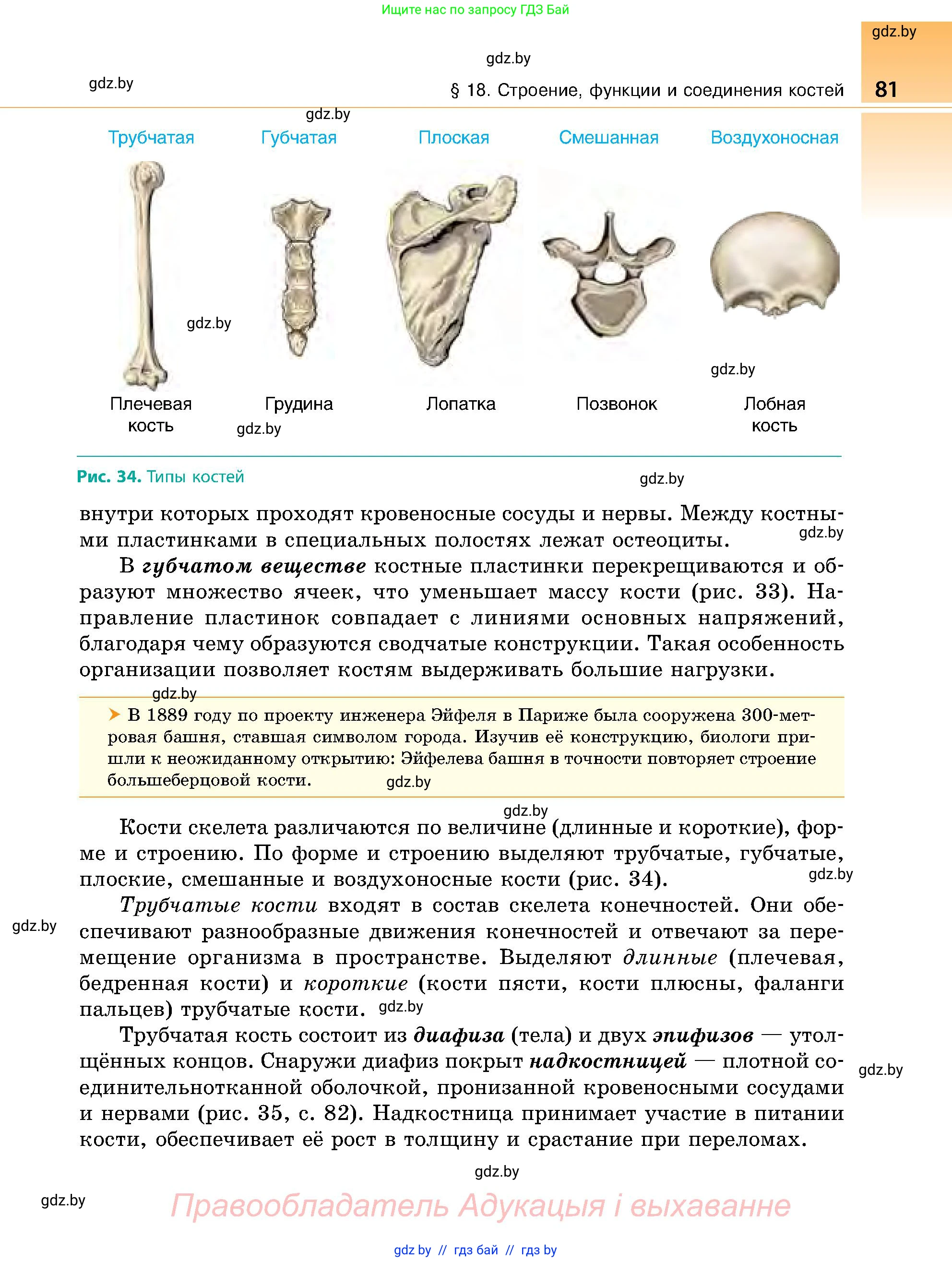 Биология, 9 класс Учебник, авторы: Борисов Олег Леонидович, Антипенко Алеся Анатольевна, Рогожников Олег Николаевич, издательство Адукацыя i выхаванне, Минск, 2025, бирюзового цвета, страница 81