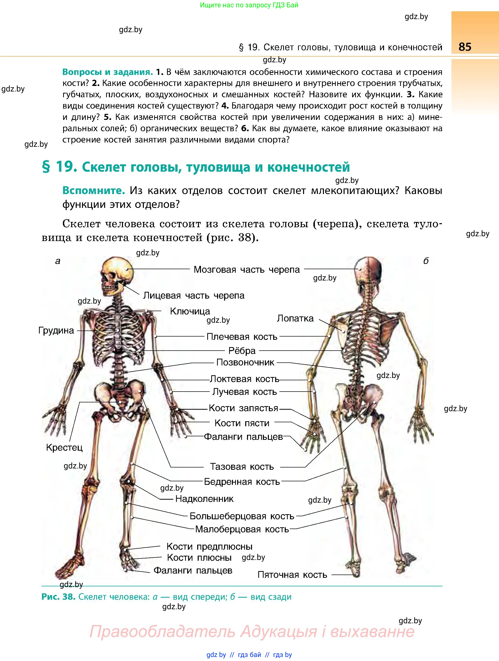 Биология, 9 класс Учебник, авторы: Борисов Олег Леонидович, Антипенко Алеся Анатольевна, Рогожников Олег Николаевич, издательство Адукацыя i выхаванне, Минск, 2025, бирюзового цвета, страница 85