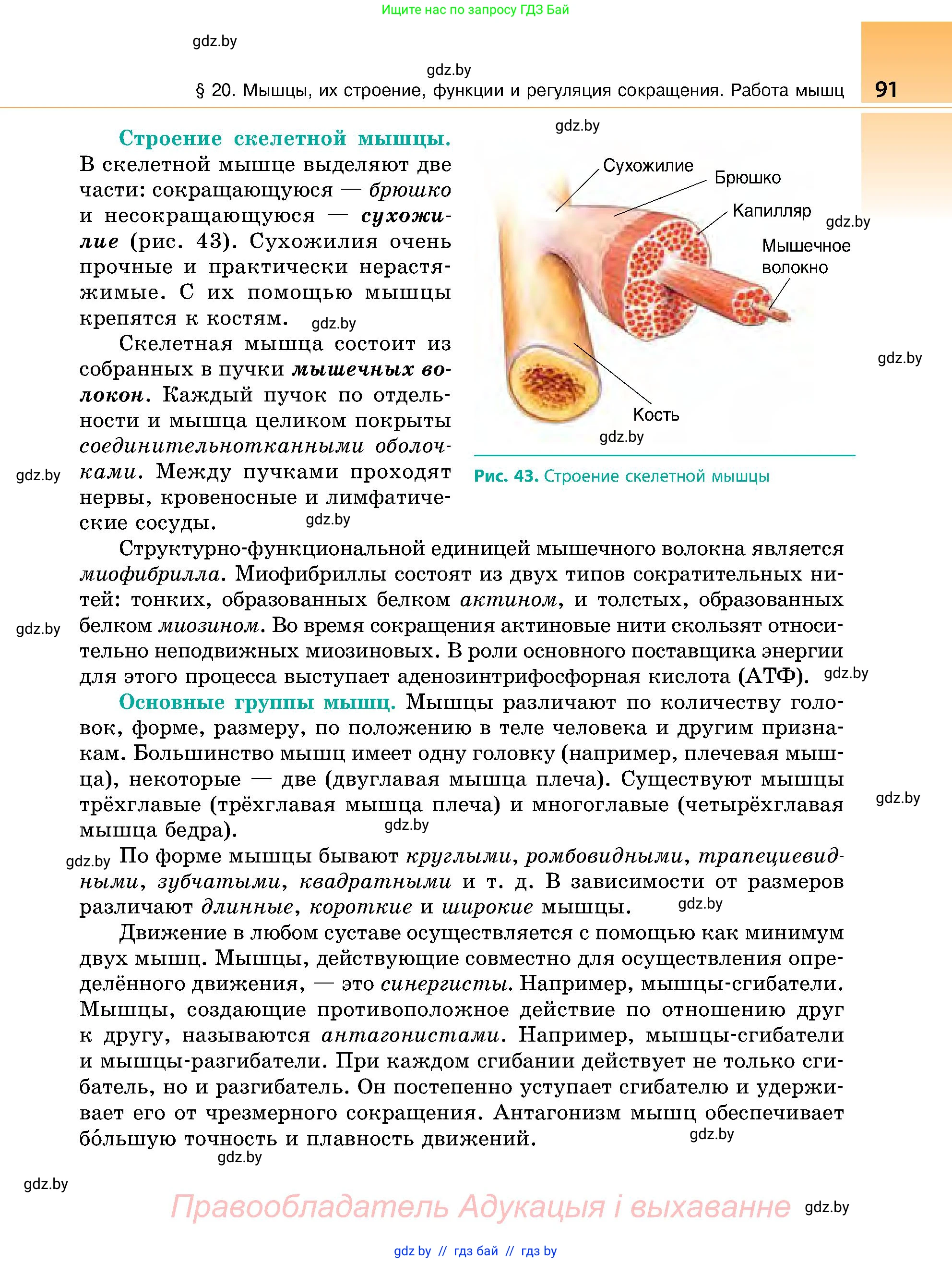 Биология, 9 класс Учебник, авторы: Борисов Олег Леонидович, Антипенко Алеся Анатольевна, Рогожников Олег Николаевич, издательство Адукацыя i выхаванне, Минск, 2025, бирюзового цвета, страница 91