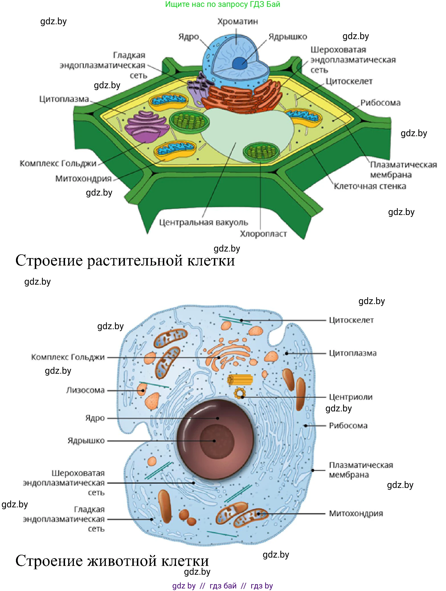 Биология, 9 класс Учебник, авторы: Борисов Олег Леонидович, Антипенко Алеся Анатольевна, Рогожников Олег Николаевич, издательство Адукацыя i выхаванне, Минск, 2025, бирюзового цвета, страница 8, Решение 1 (продолжение 2)