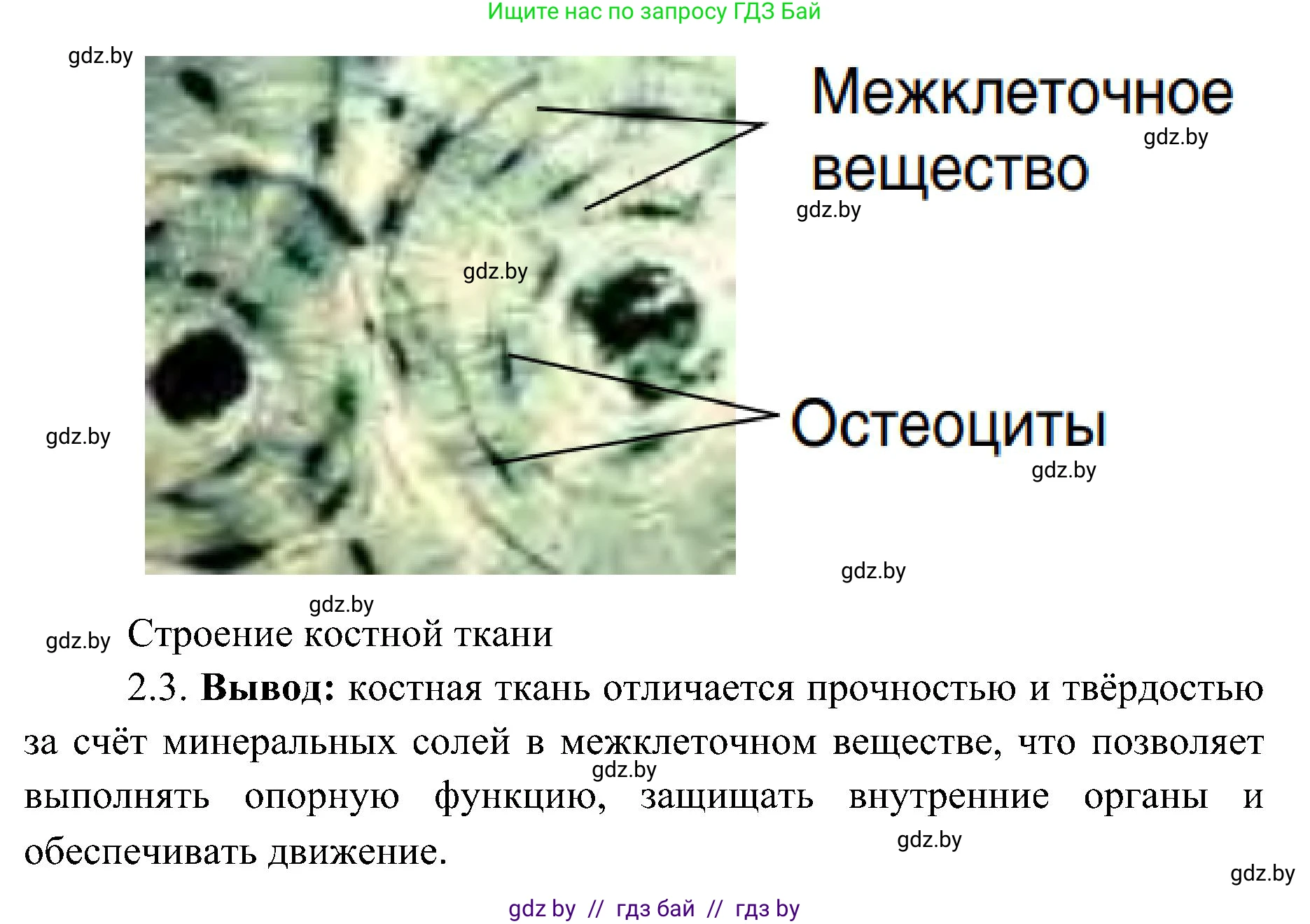 Биология, 9 класс Учебник, авторы: Борисов Олег Леонидович, Антипенко Алеся Анатольевна, Рогожников Олег Николаевич, издательство Адукацыя i выхаванне, Минск, 2025, бирюзового цвета, страница 18, Решение 1 (продолжение 4)