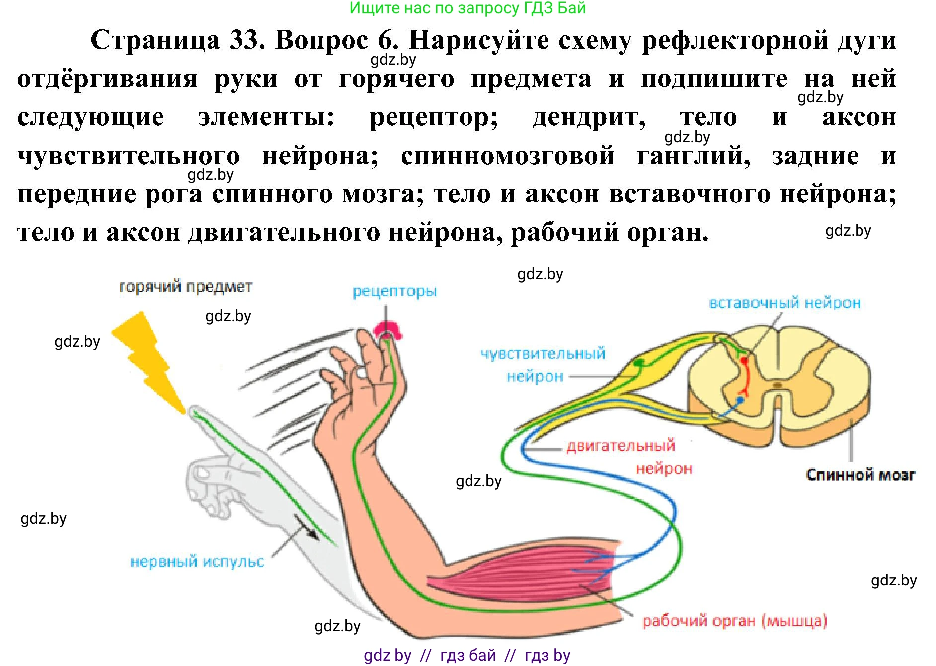 Биология, 9 класс Учебник, авторы: Борисов Олег Леонидович, Антипенко Алеся Анатольевна, Рогожников Олег Николаевич, издательство Адукацыя i выхаванне, Минск, 2025, бирюзового цвета, страница 33, номер 6, Решение 1