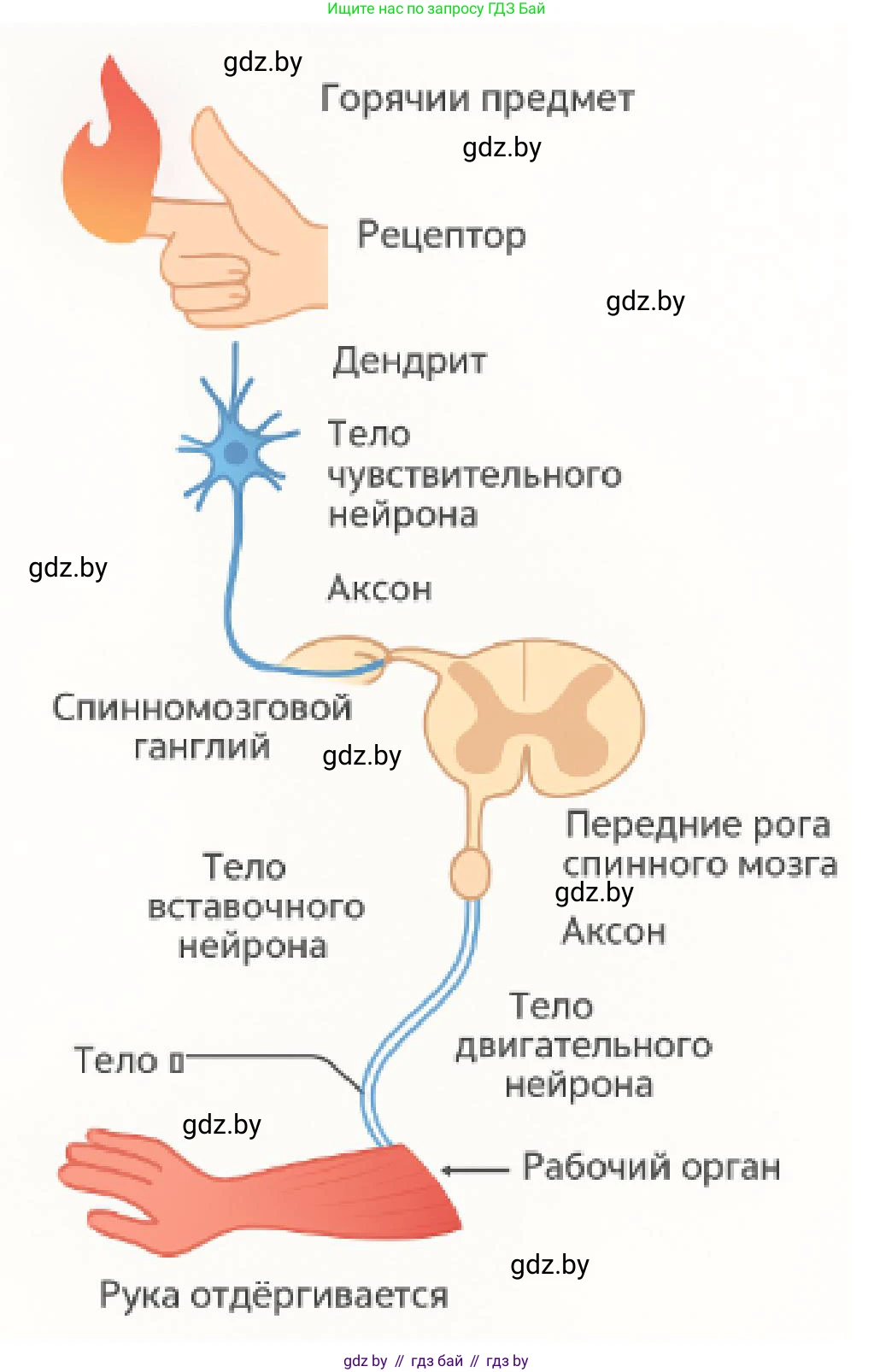 Биология, 9 класс Учебник, авторы: Борисов Олег Леонидович, Антипенко Алеся Анатольевна, Рогожников Олег Николаевич, издательство Адукацыя i выхаванне, Минск, 2025, бирюзового цвета, страница 33, номер 6, Решение 1 (продолжение 2)